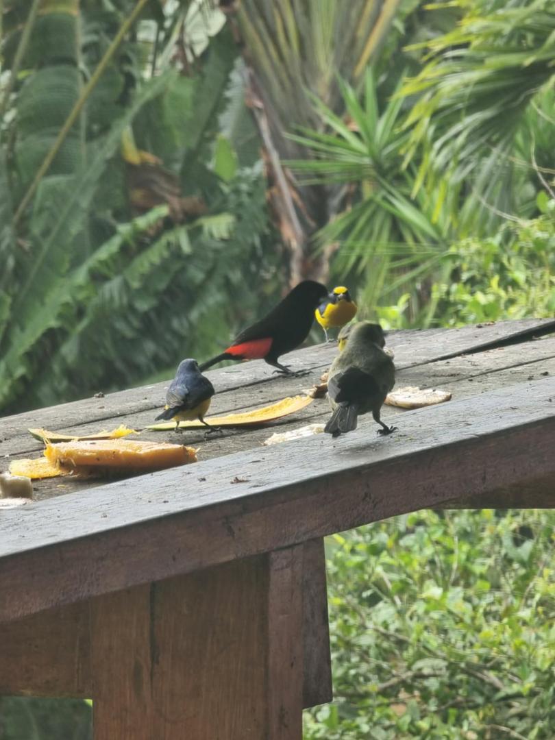 Hotel La Rana de Arenal