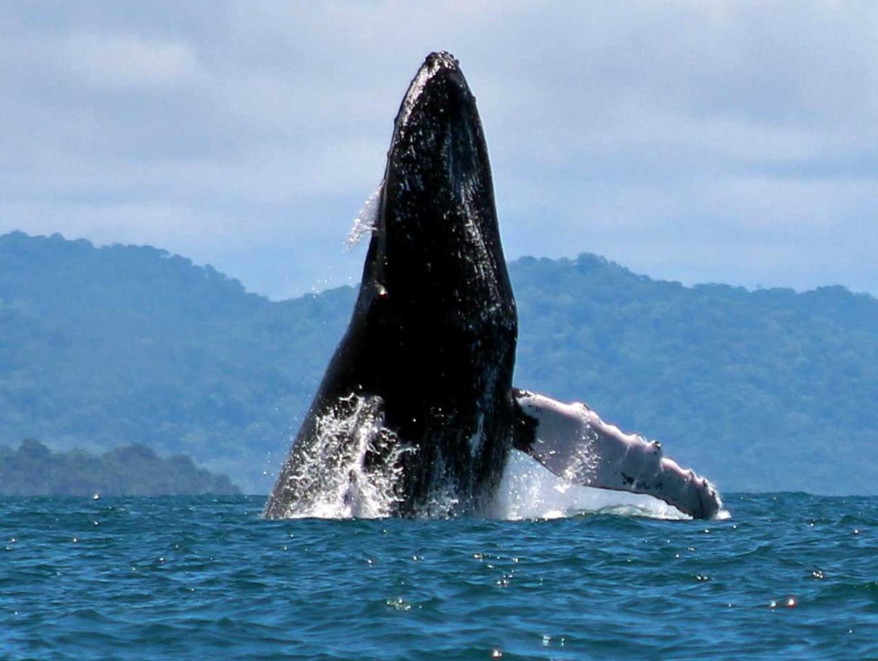 Pura Vida Private Villa