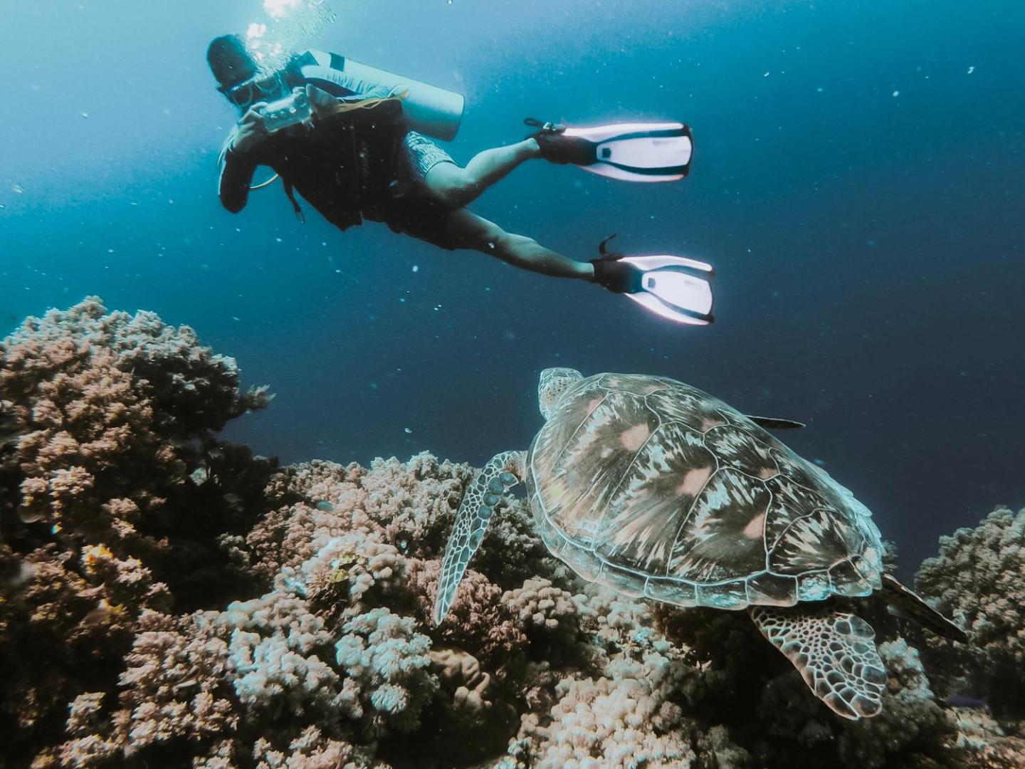 Kasiiya Papagayo