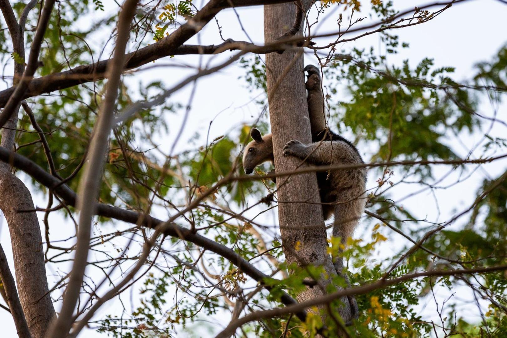 Kasiiya Papagayo