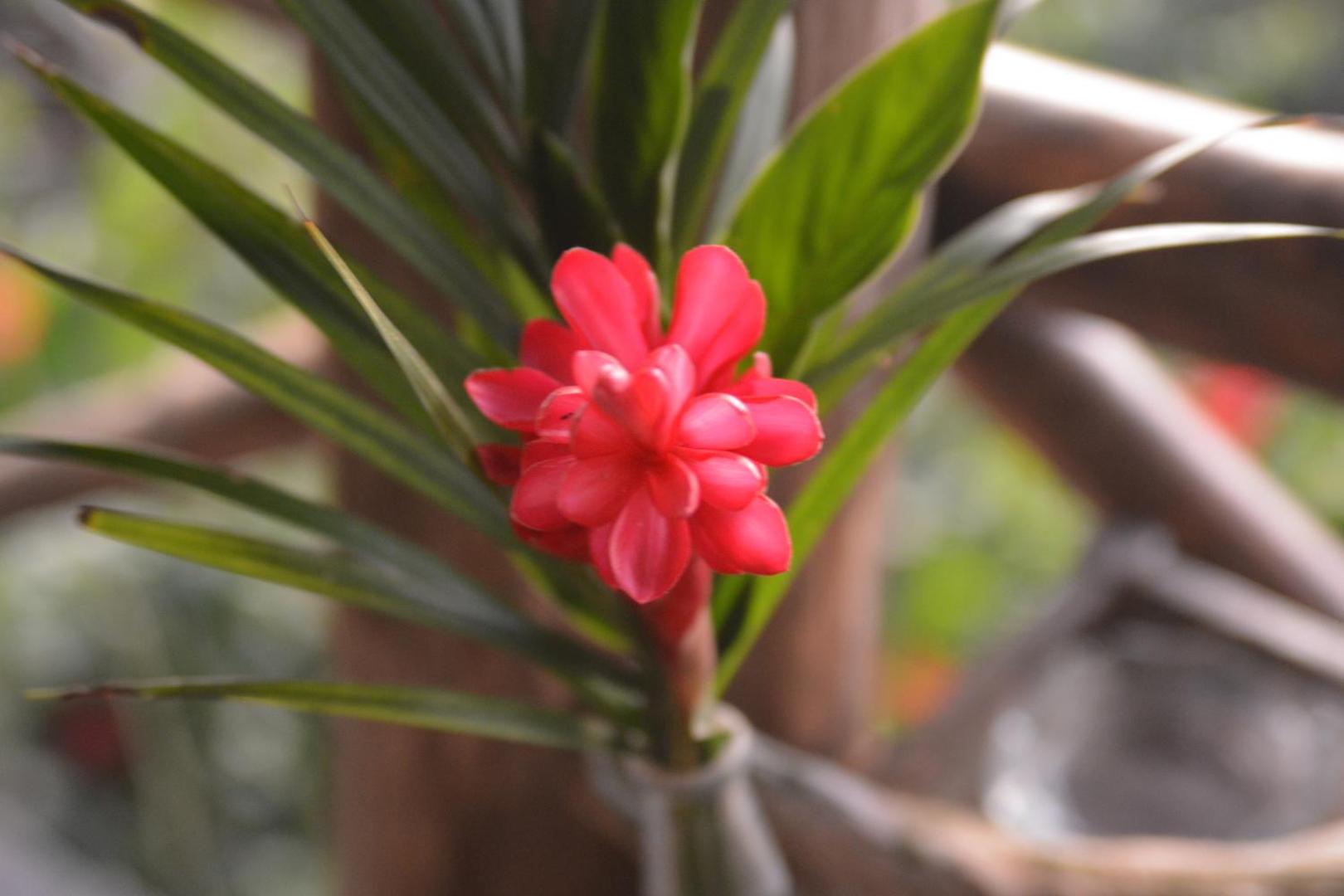 Tree Tops Beachfront B & B