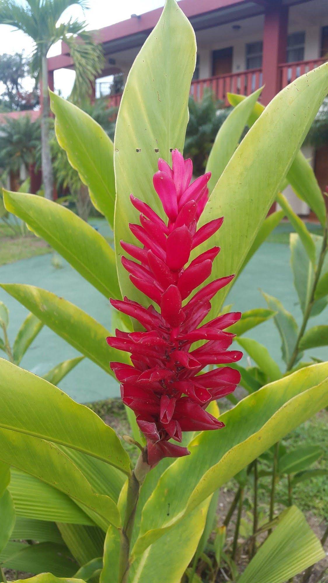 Hotel Fuego Arenal