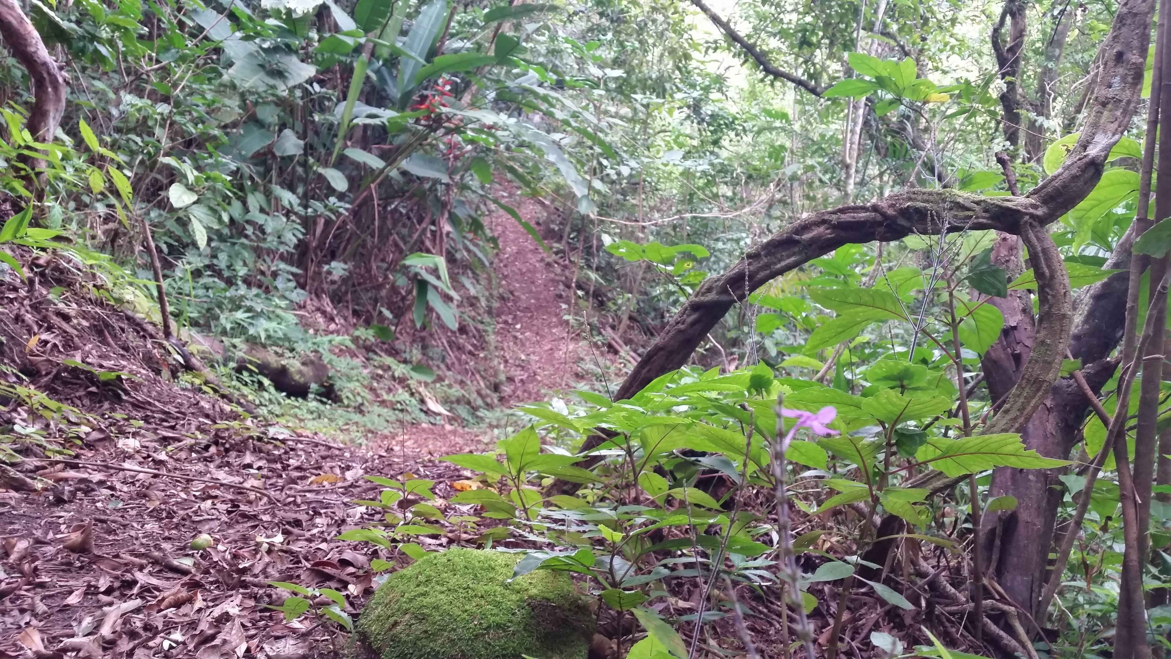 Los Pinos - Cabañas y Jardines