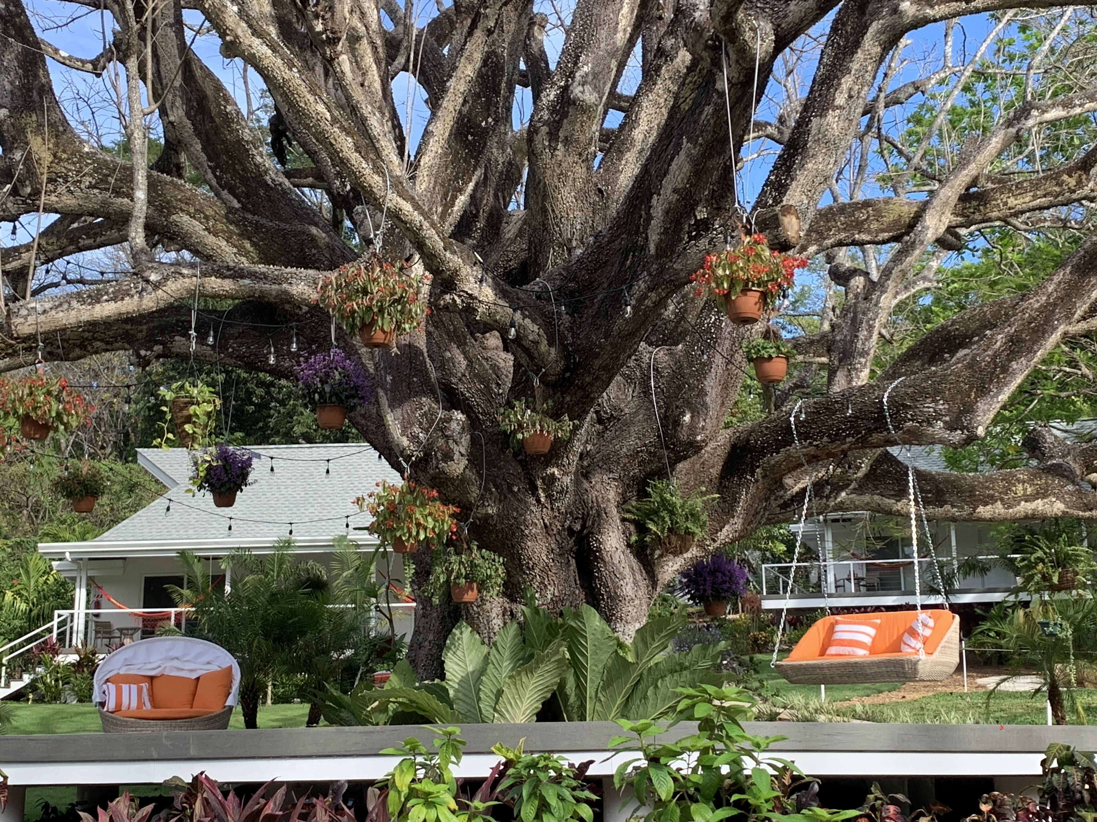 Aves Hotel Montezuma
