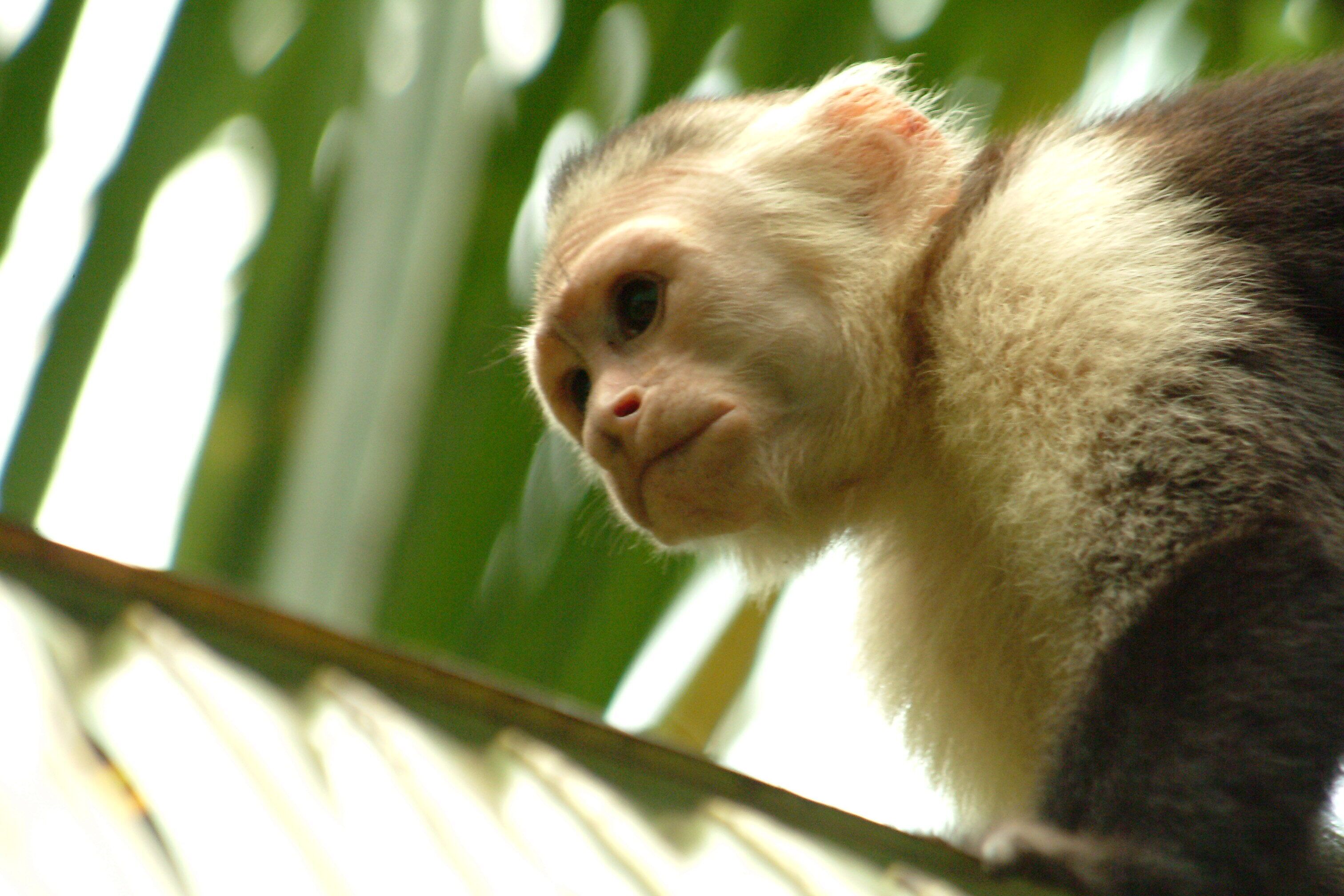 Clandestino Beach Resort