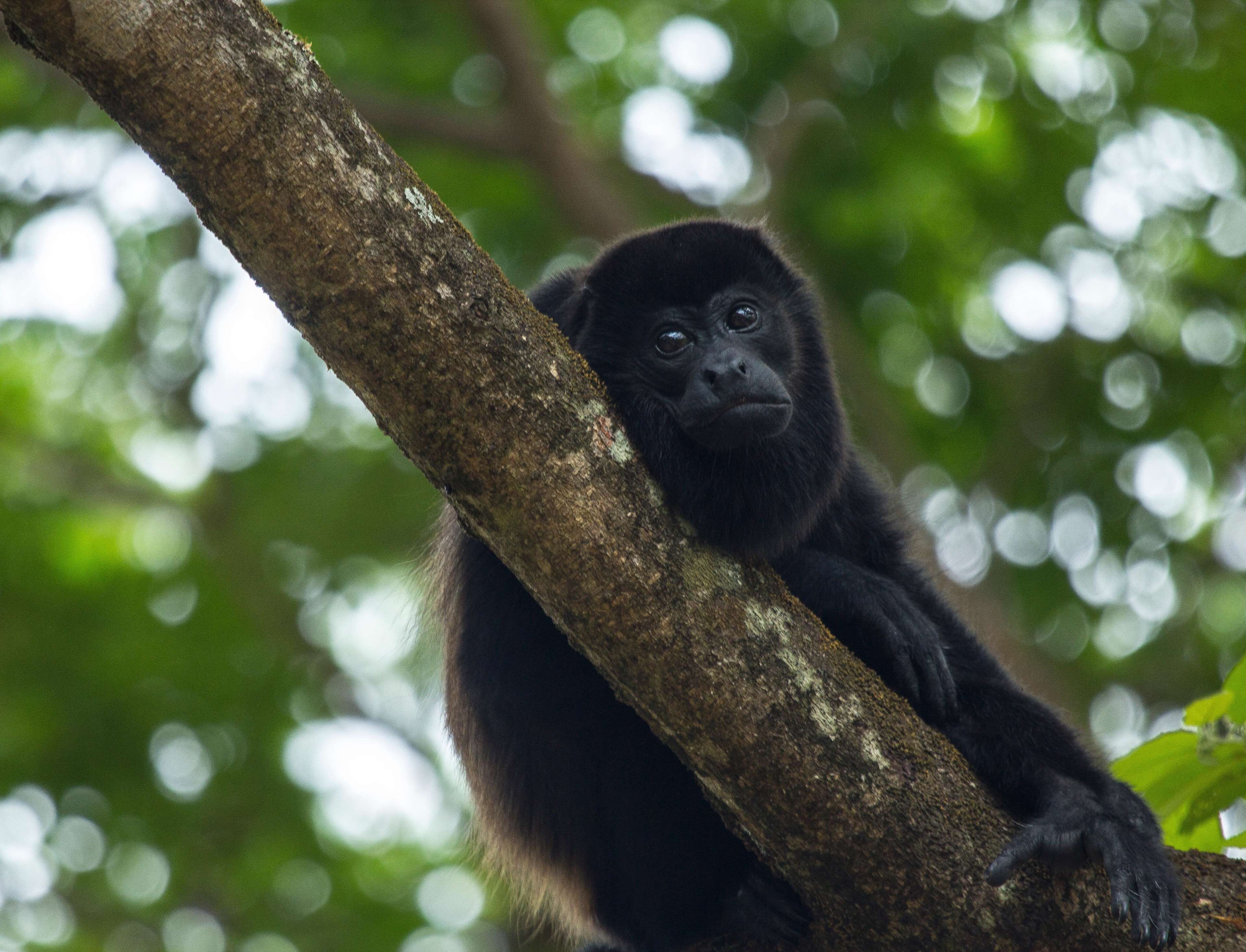 Arenas del Mar Beachfront & Rainforest Resort