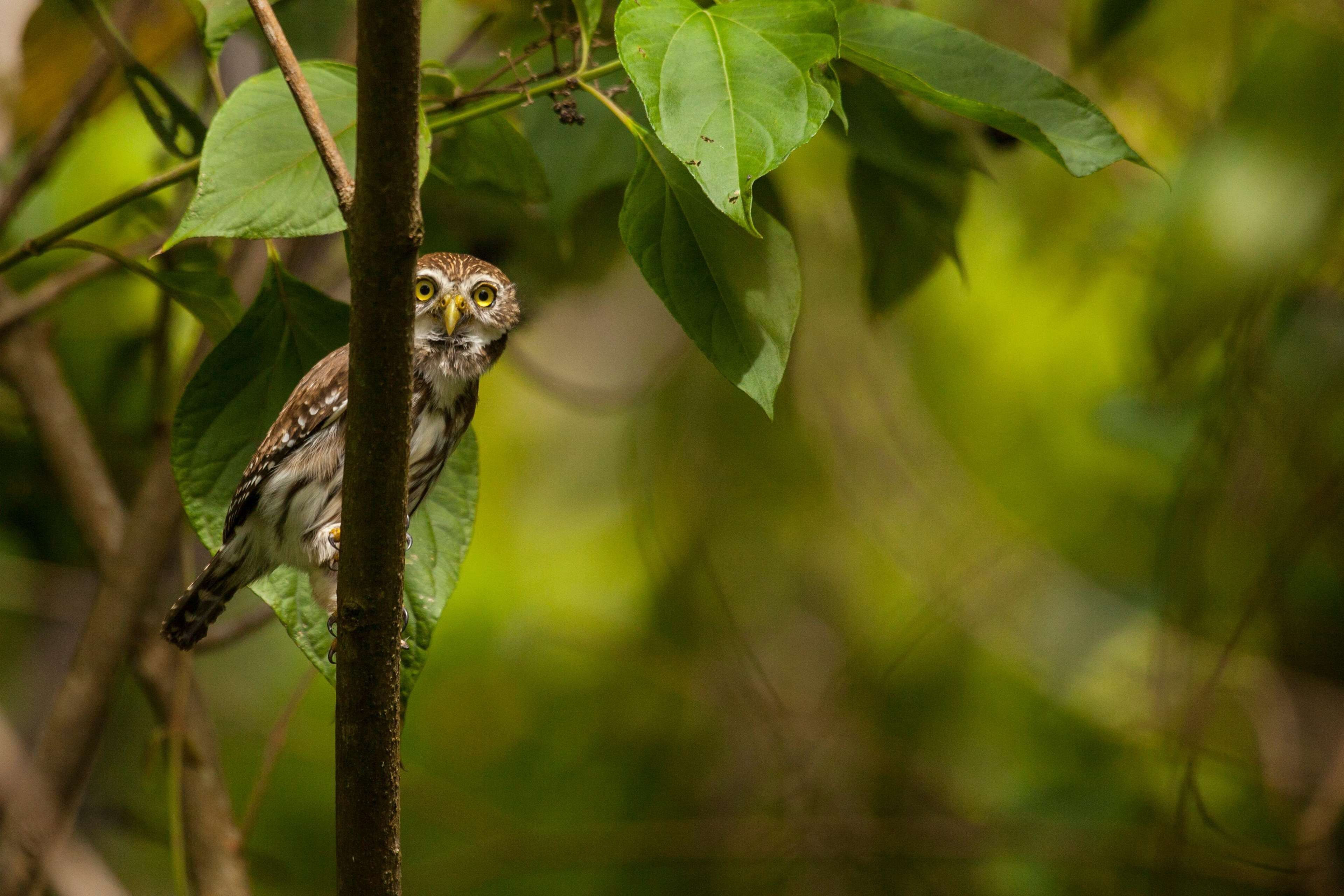 Arenas del Mar Beachfront & Rainforest Resort