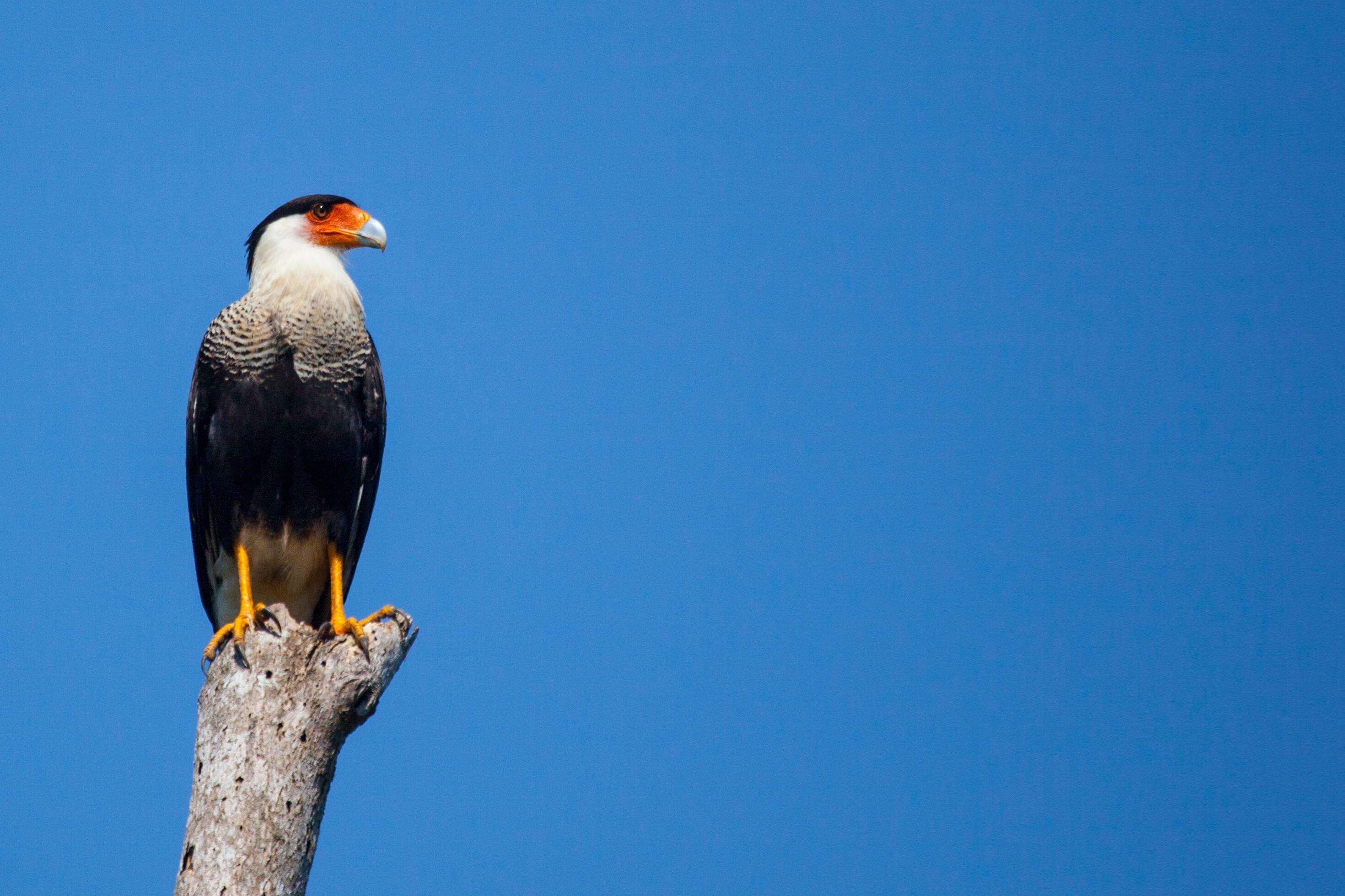 Arenas del Mar Beachfront & Rainforest Resort
