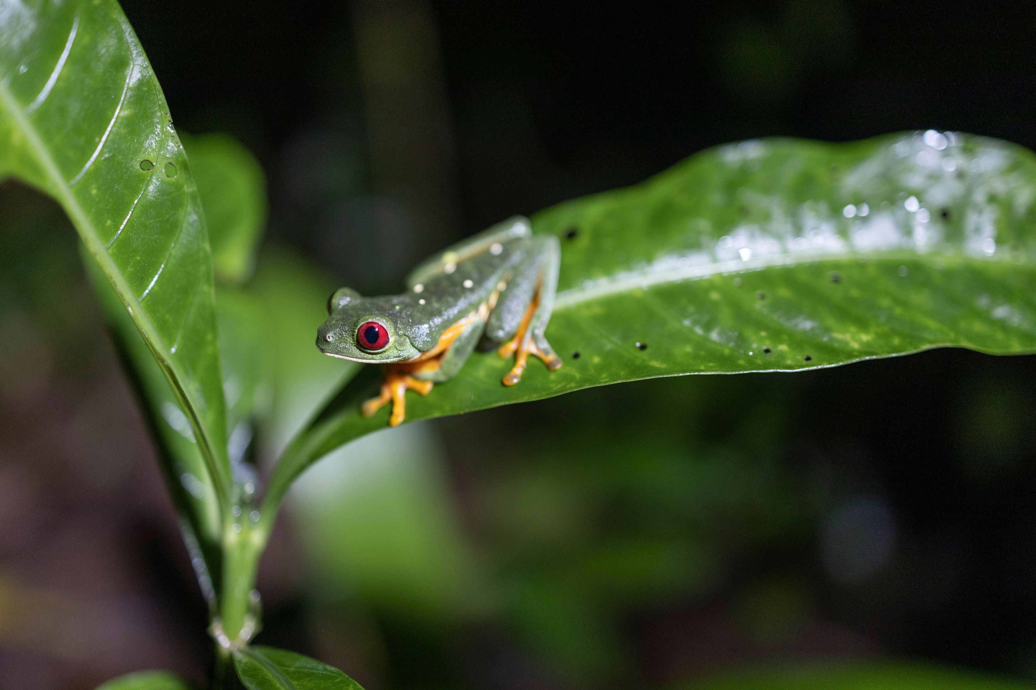 Arenas del Mar Beachfront & Rainforest Resort