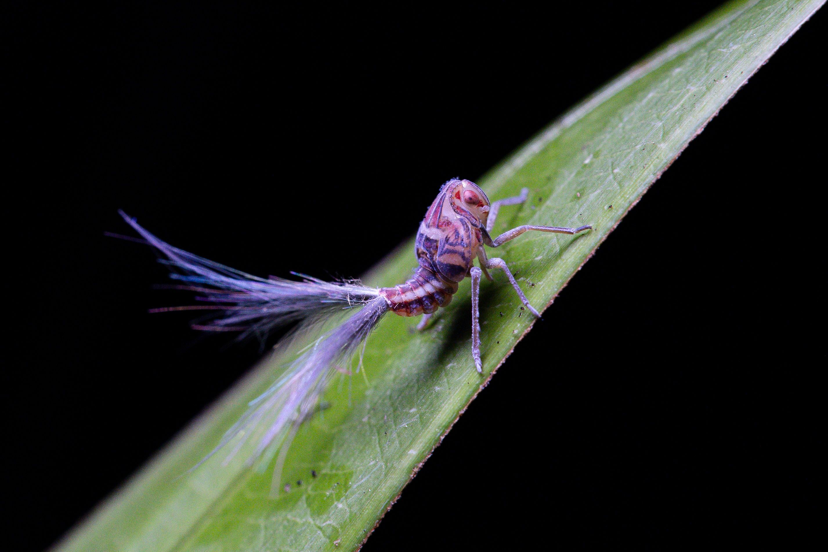 Arenas del Mar Beachfront & Rainforest Resort