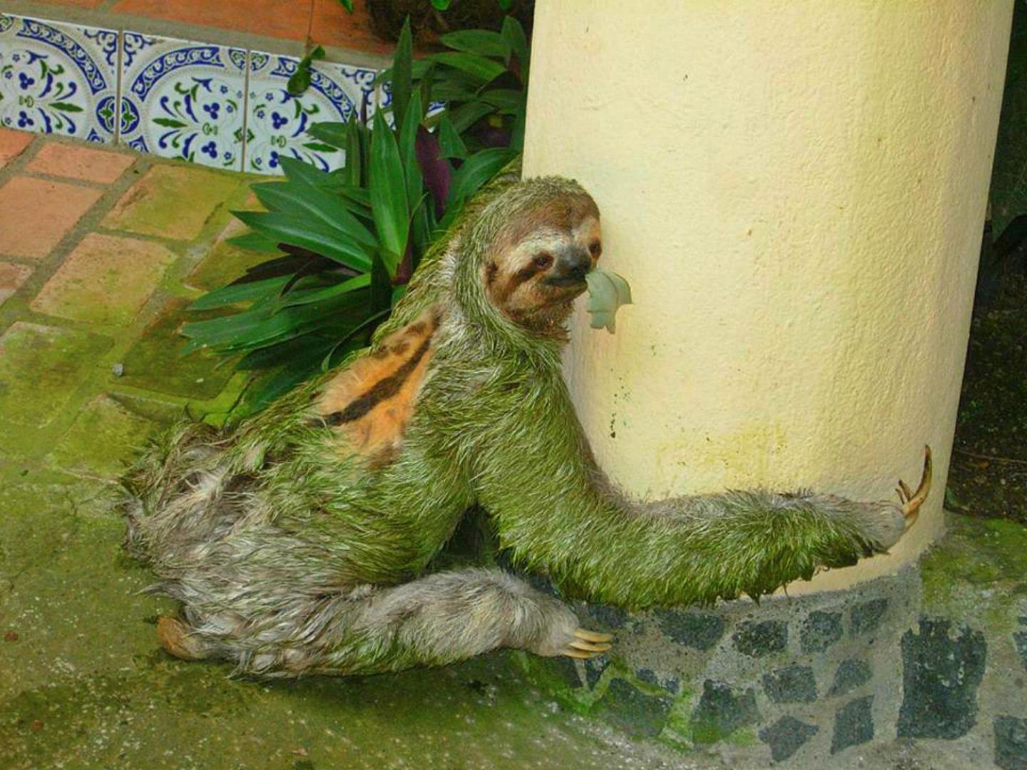 Hotel Las Tres Banderas