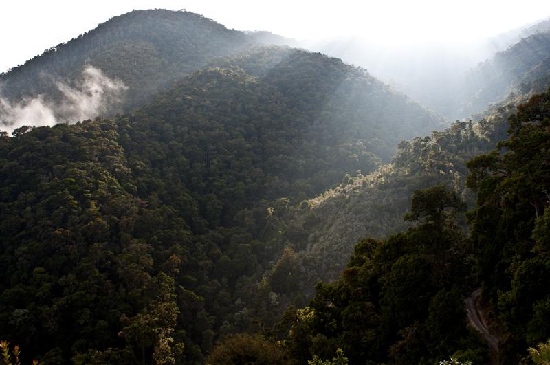Dantica Cloud Forest Lodge