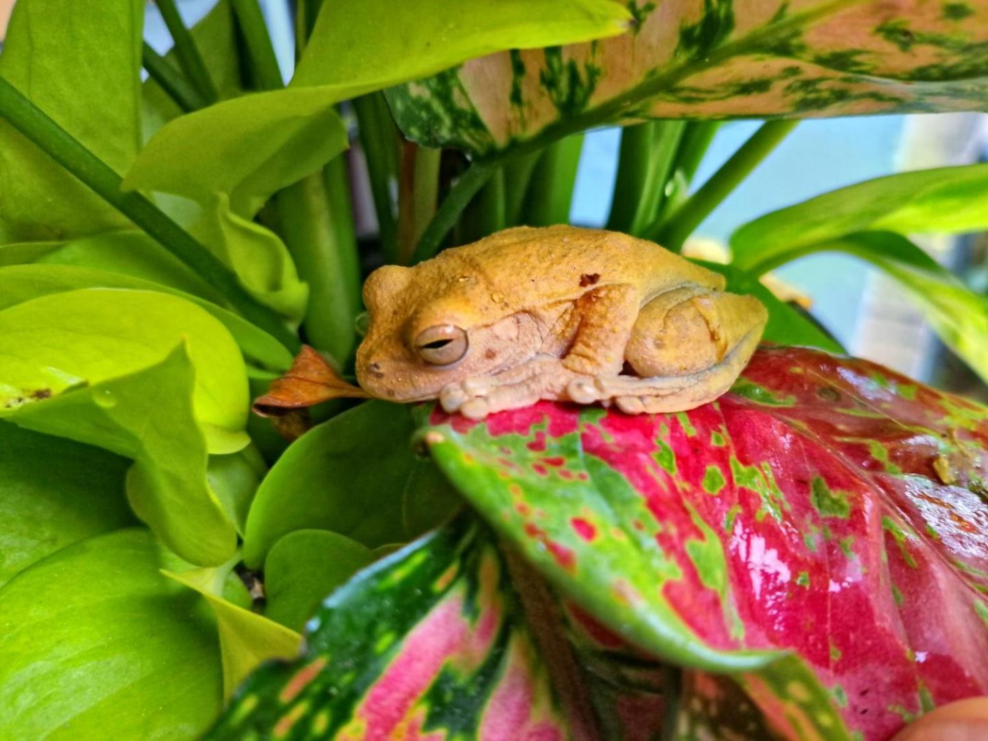 Essence Arenal Hostel