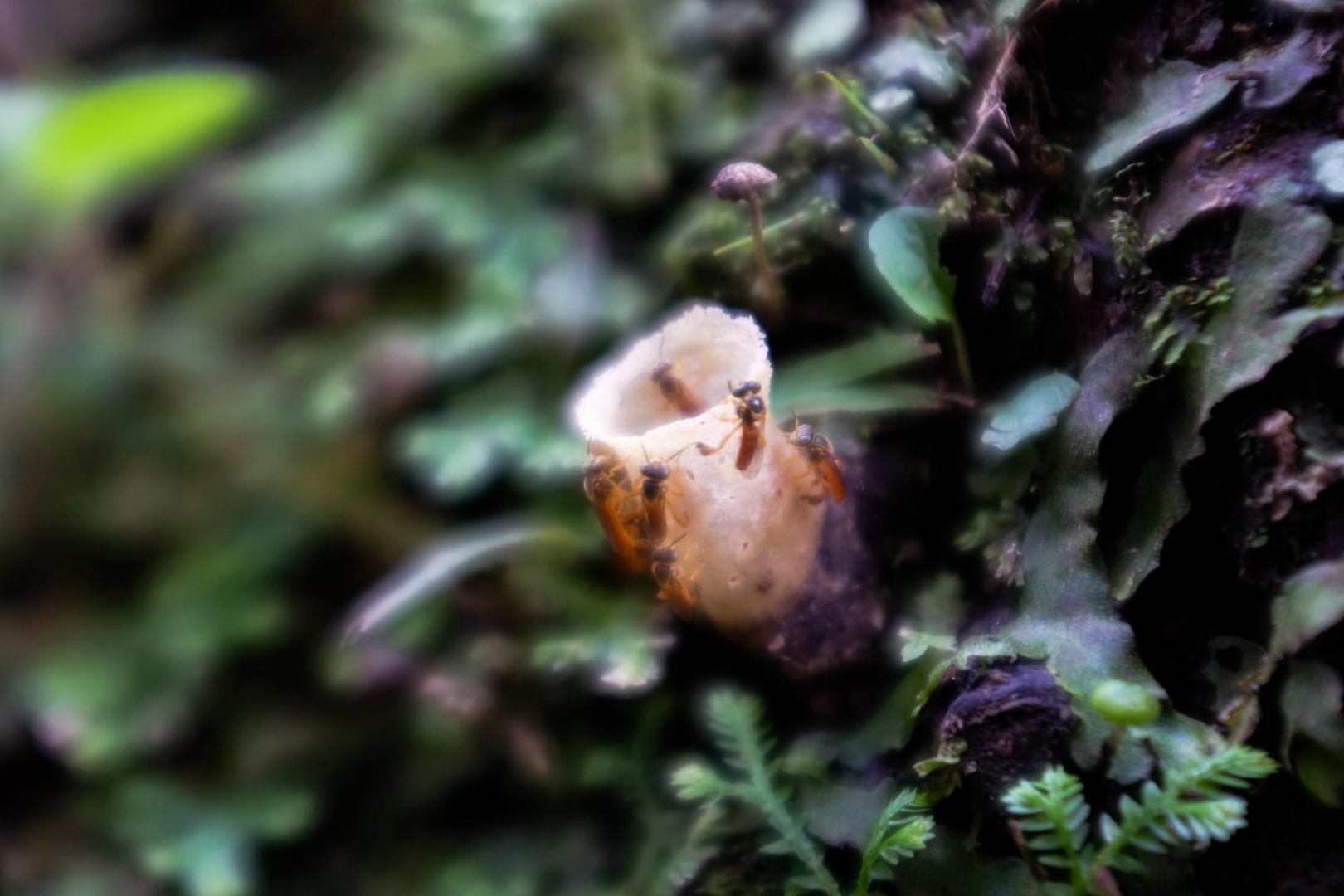 Essence Arenal Hostel