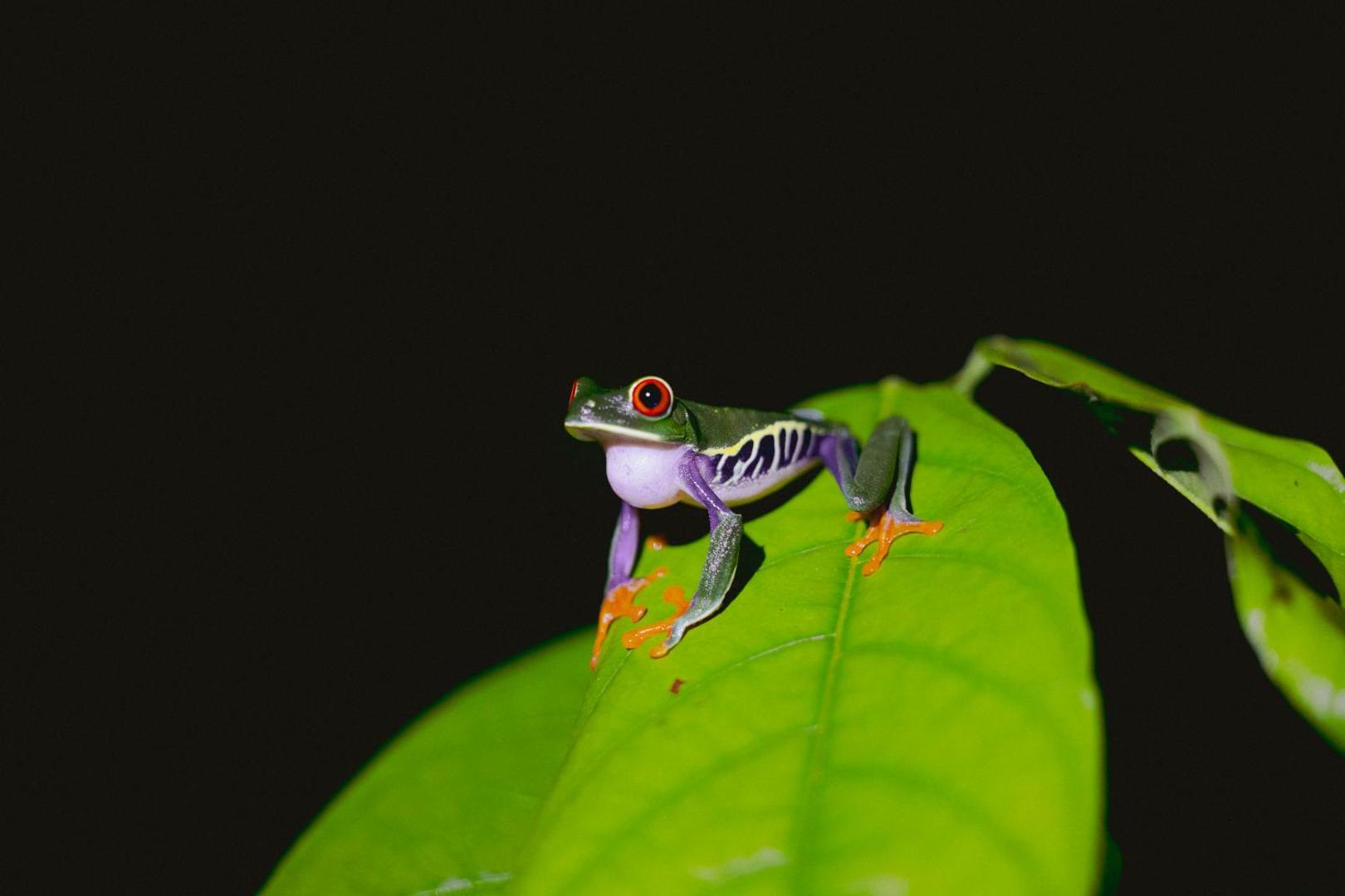 Essence Arenal Hostel