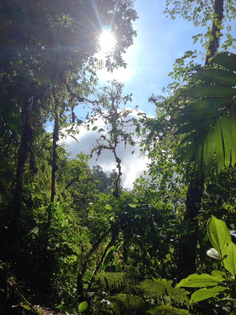 Essence Arenal Hostel