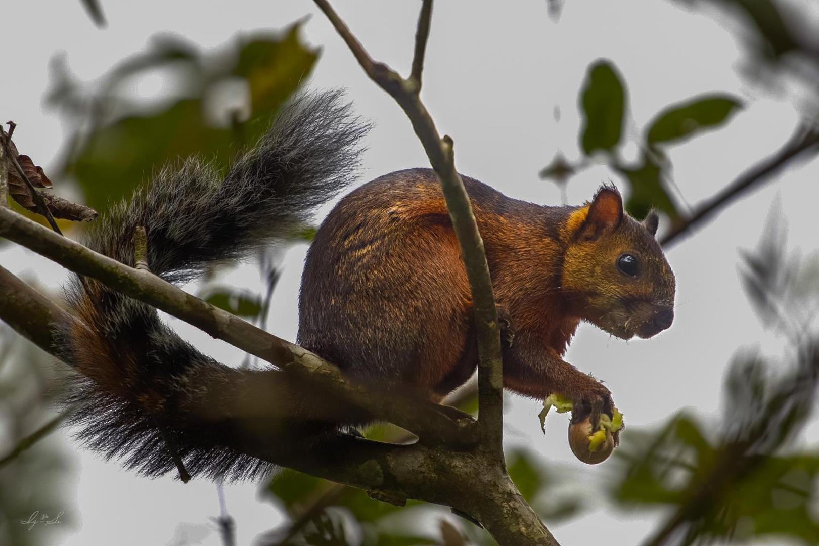 Essence Arenal Hostel