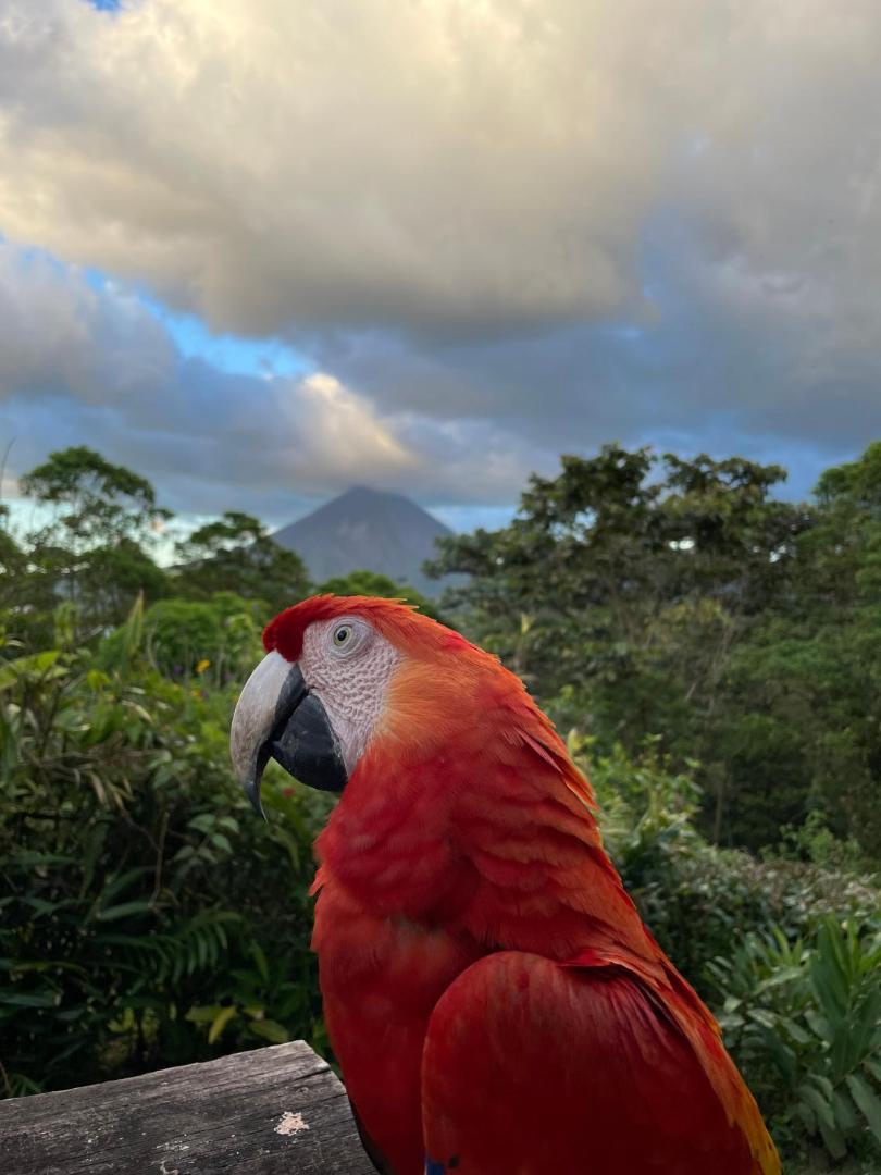 Essence Arenal Hostel