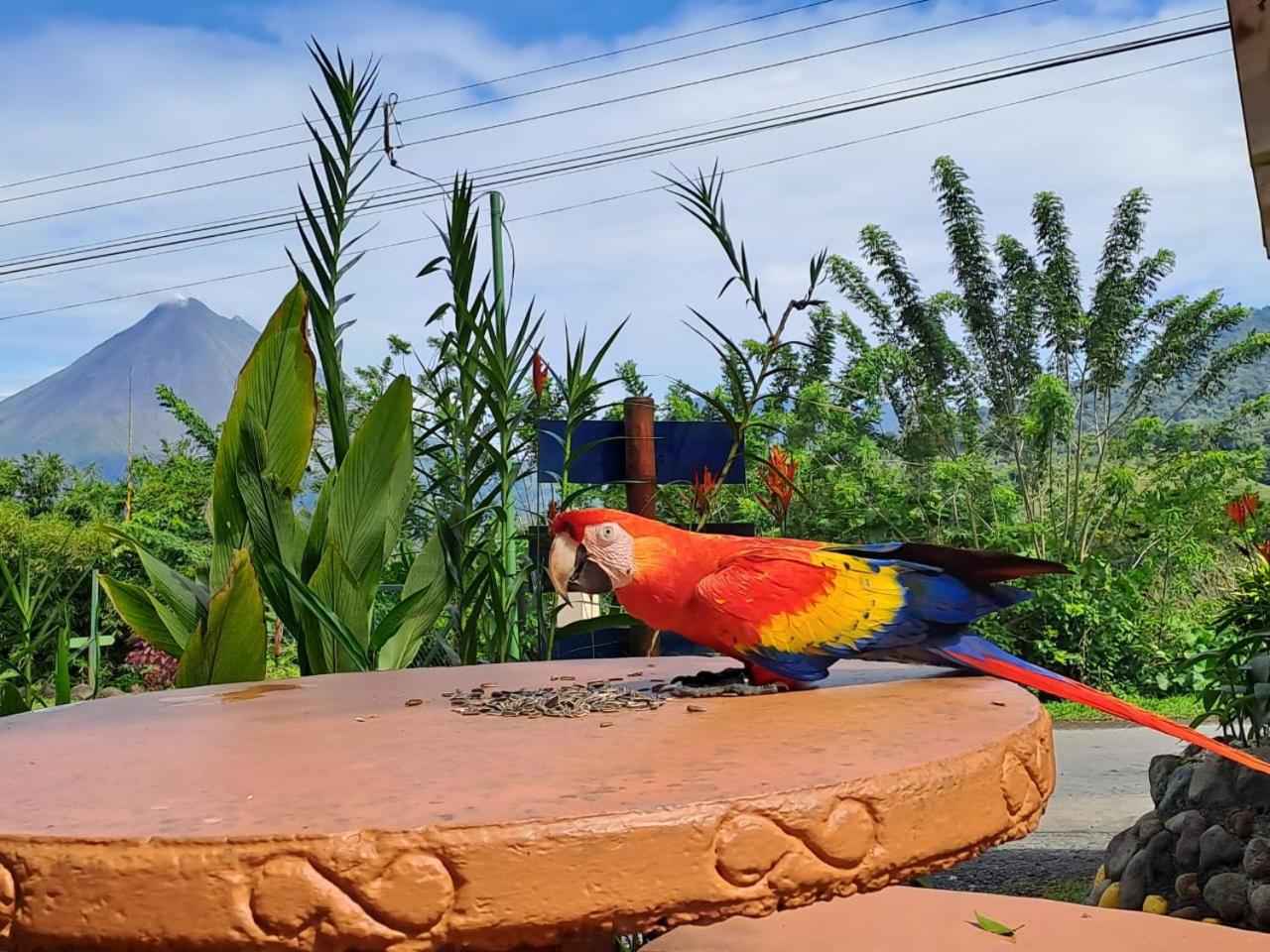 Essence Arenal Hostel