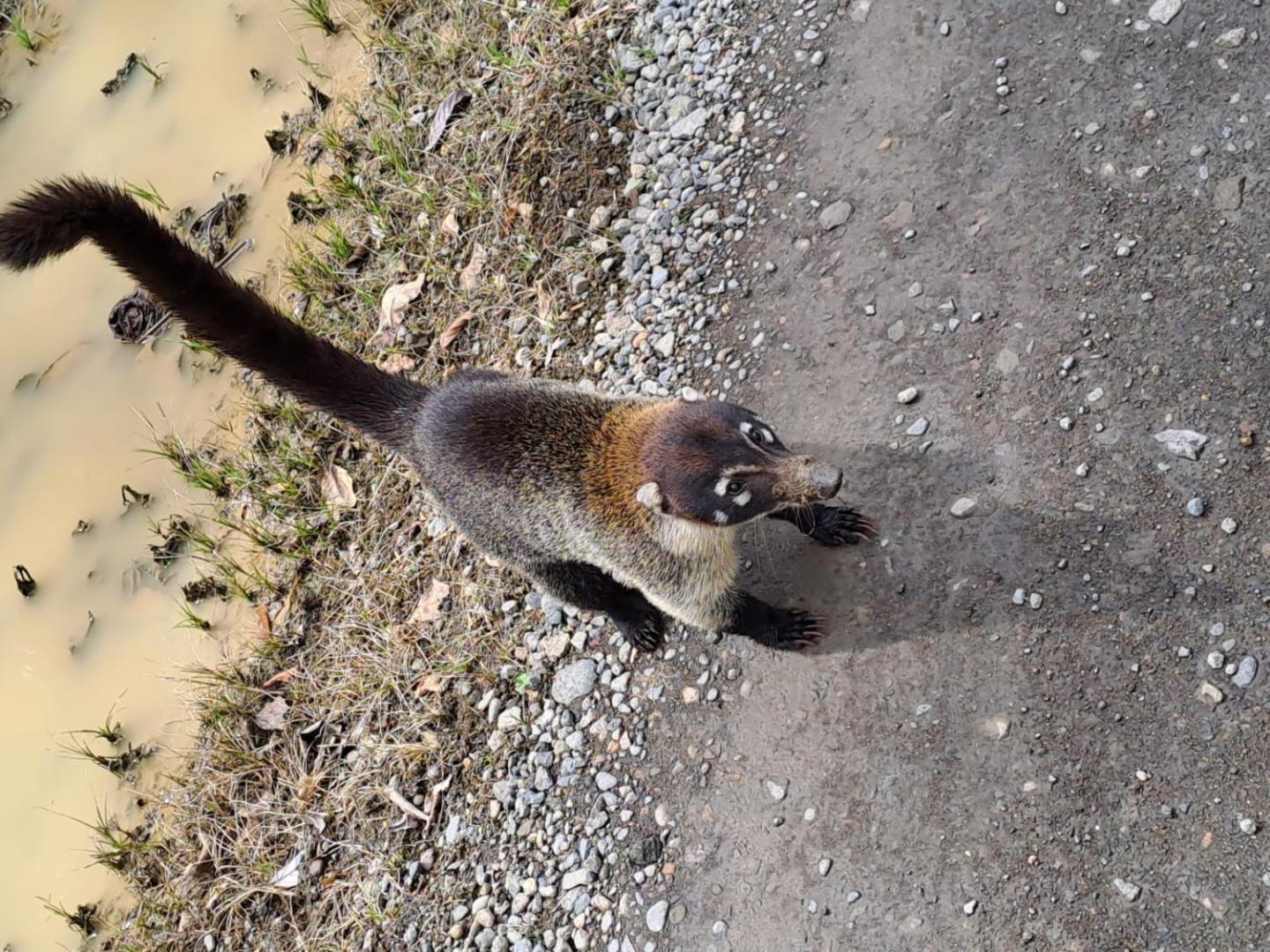 Essence Arenal Hostel