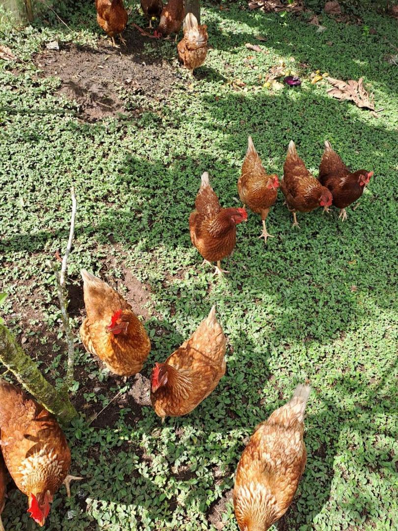 Essence Arenal Hostel