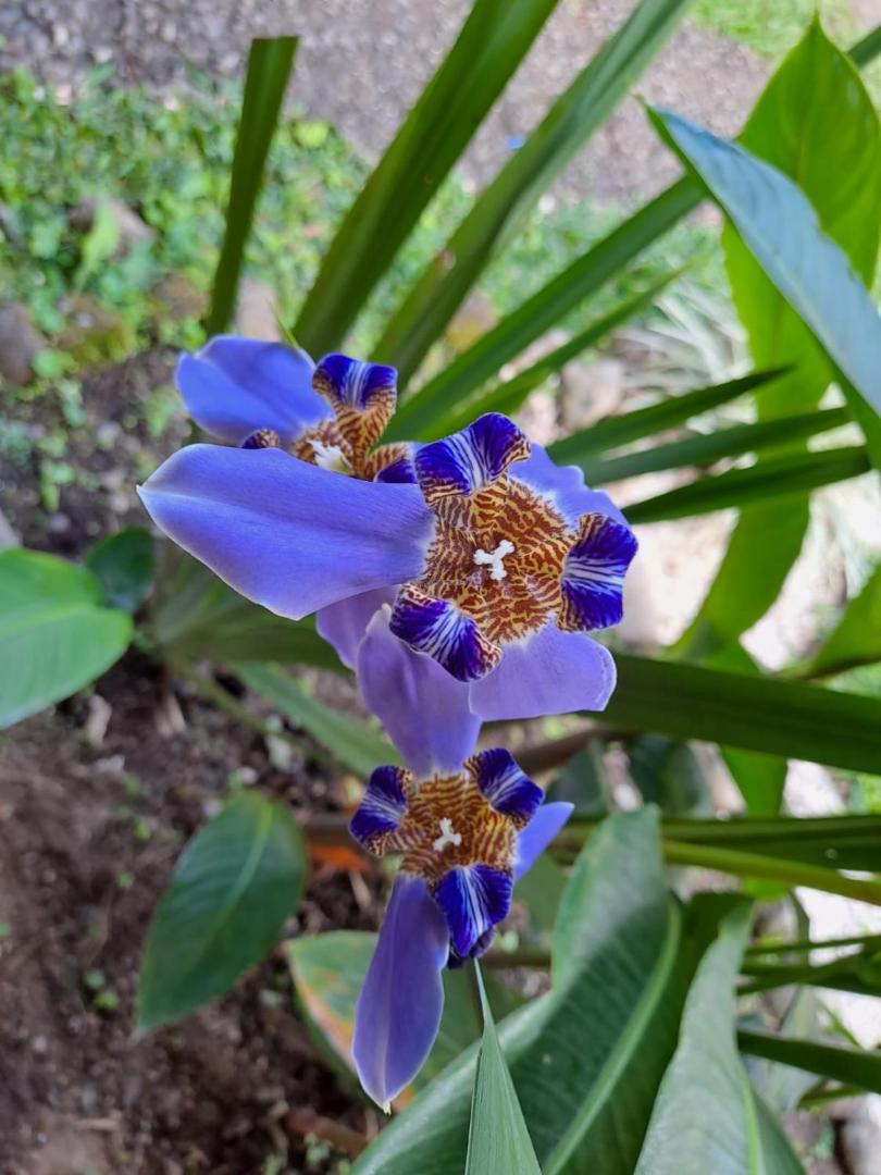 Essence Arenal Hostel