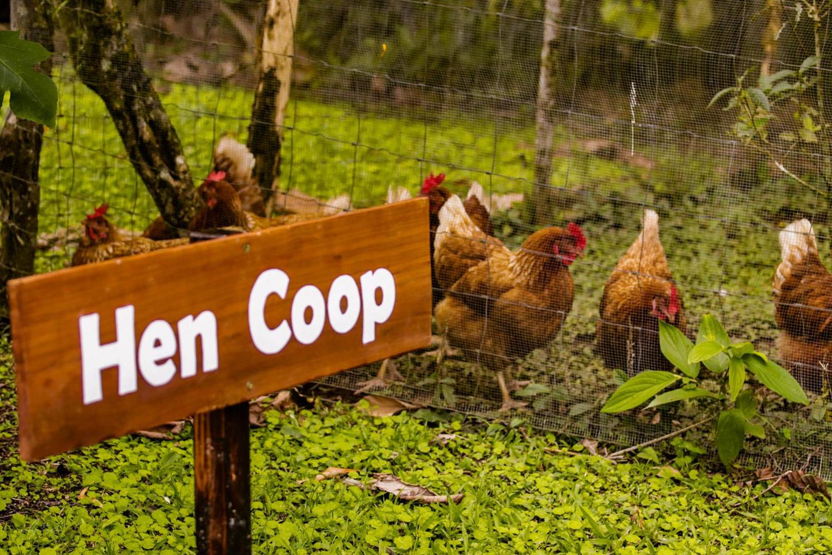 Essence Arenal Hostel