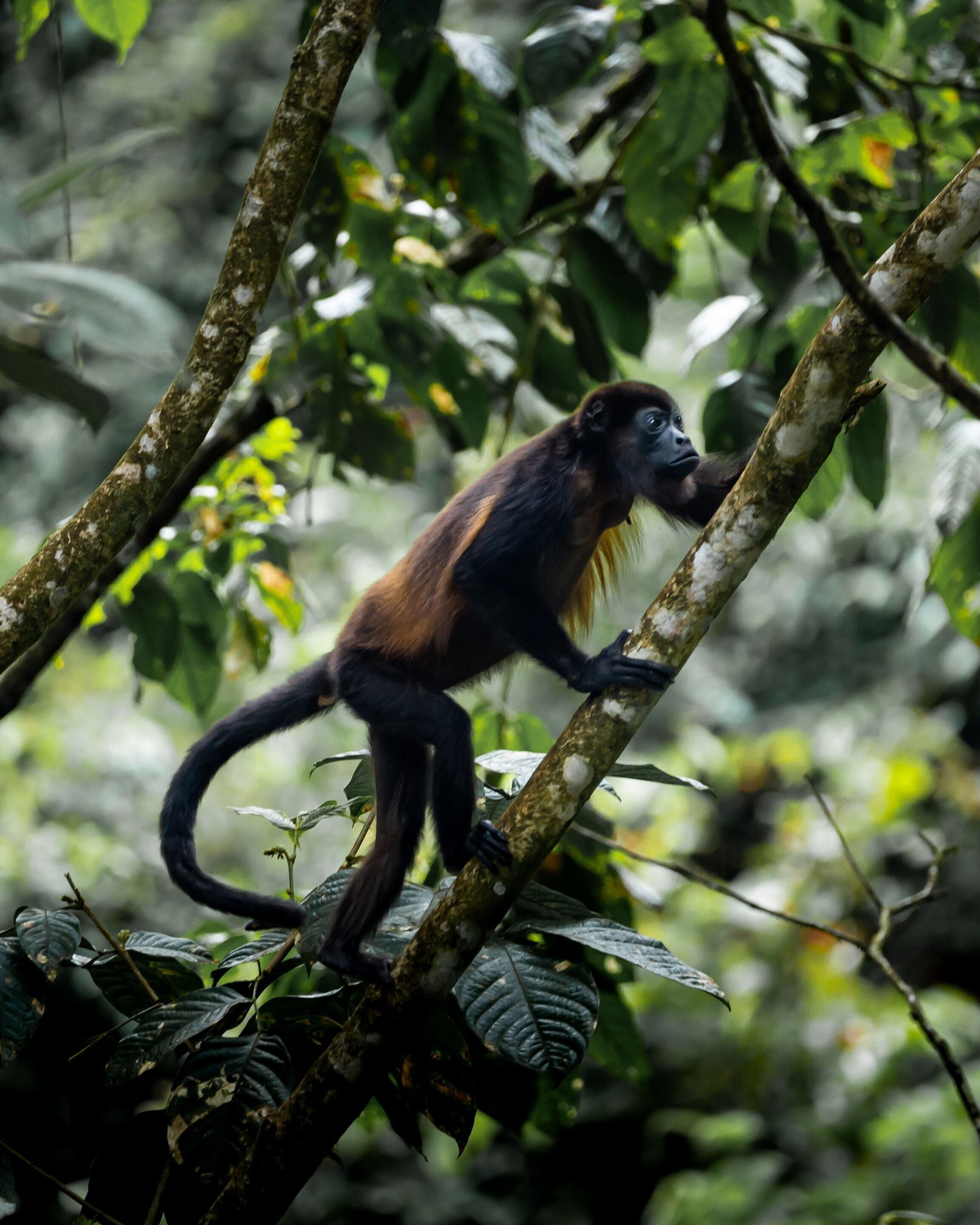 Rio Celeste Hideaway Hotel