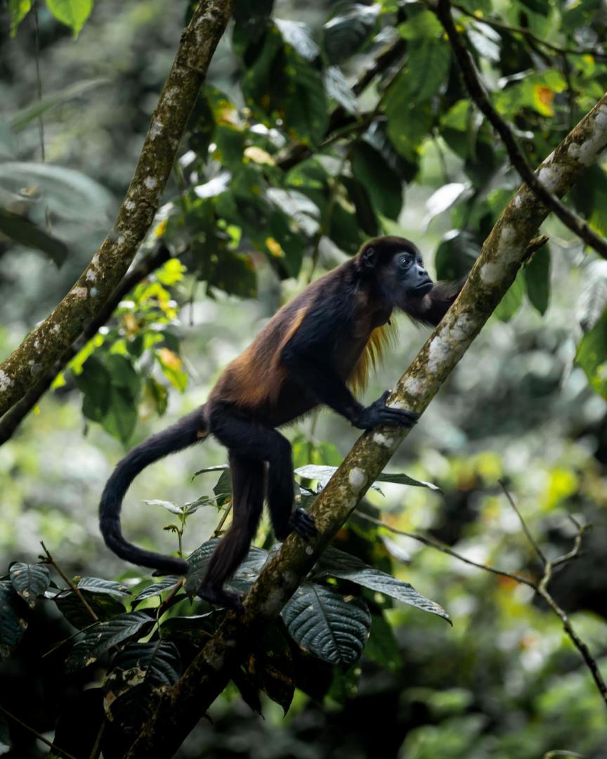 Rio Celeste Hideaway Hotel