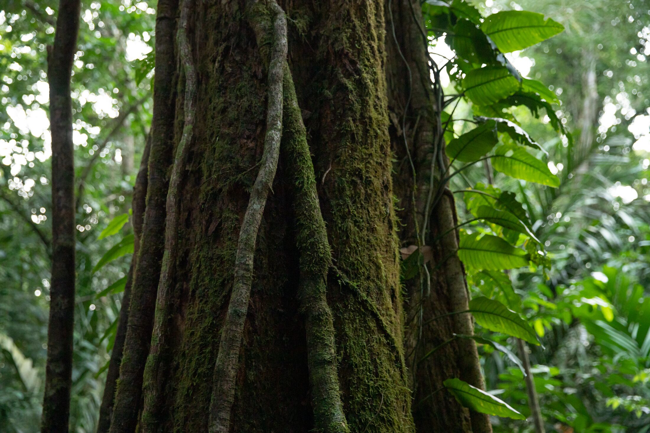 Pachira Lodge