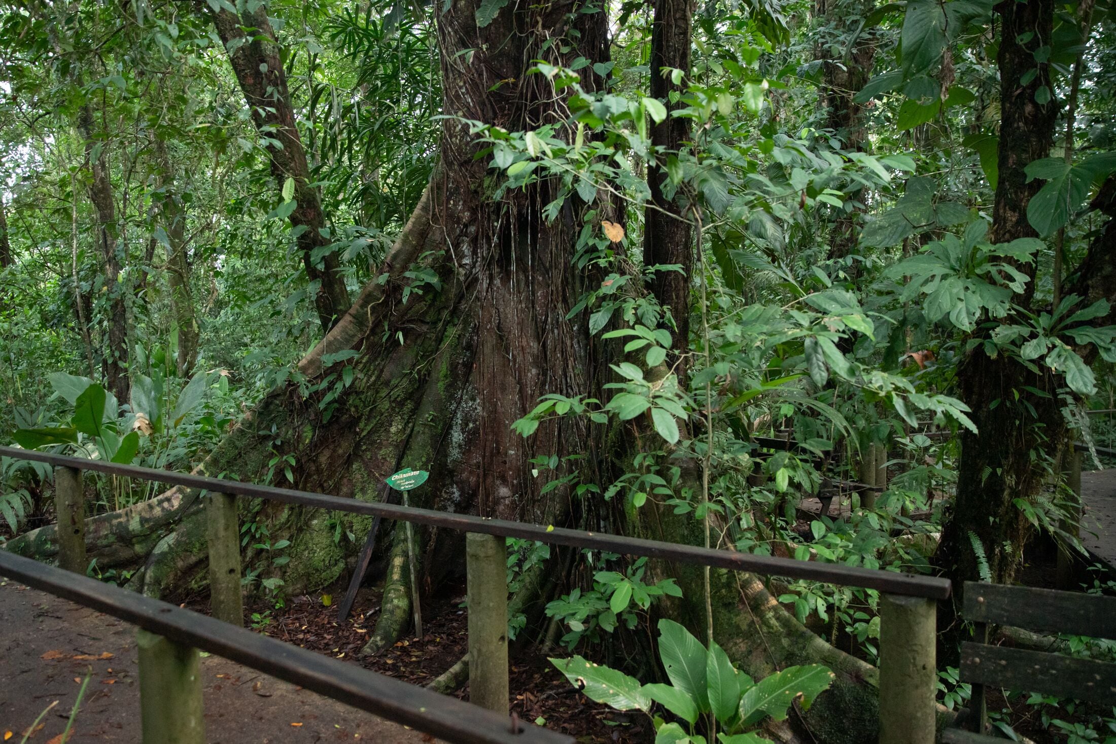 Pachira Lodge