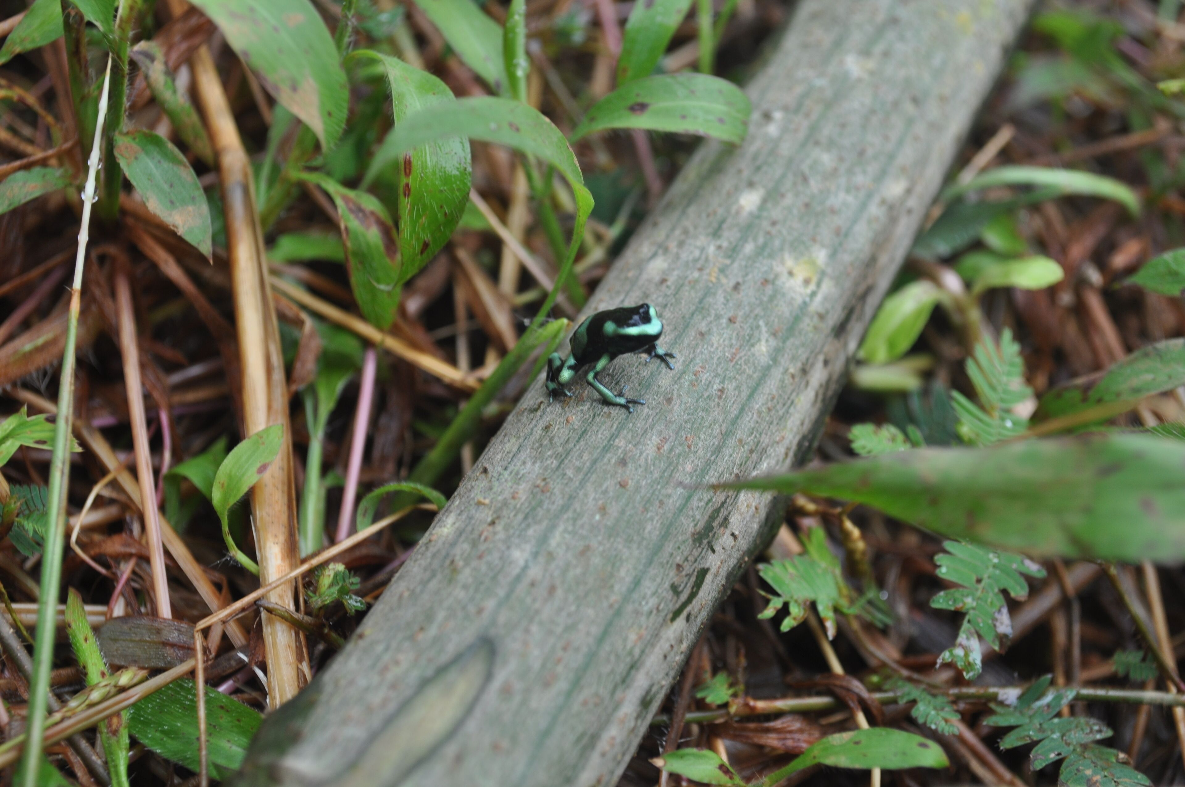 El Tesoro de Sir Hotel