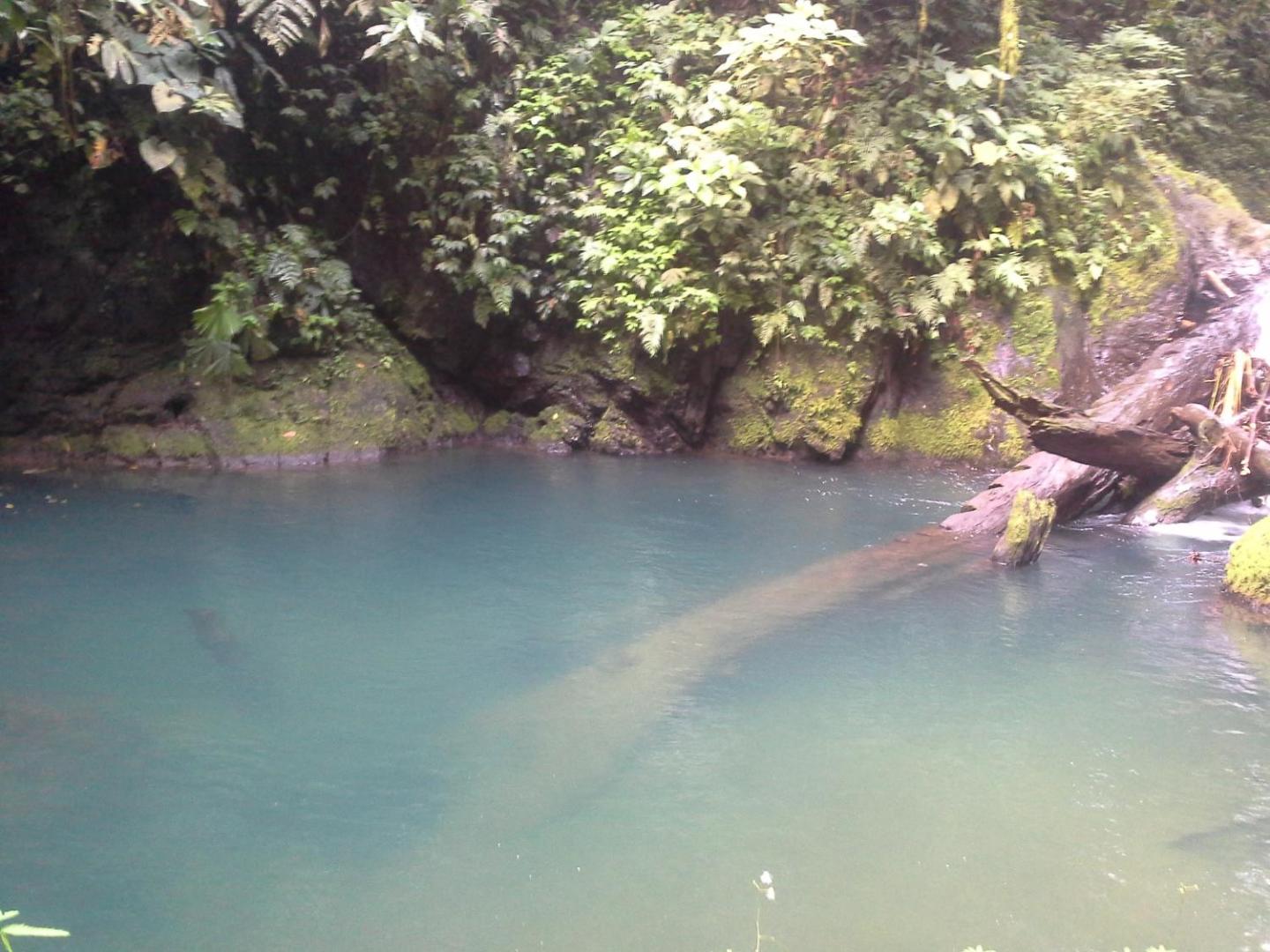 Estacion Biologica Tamandua