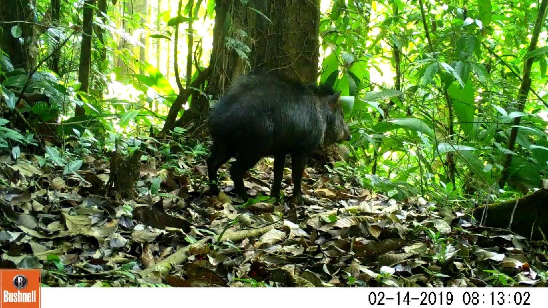 Estacion Biologica Tamandua