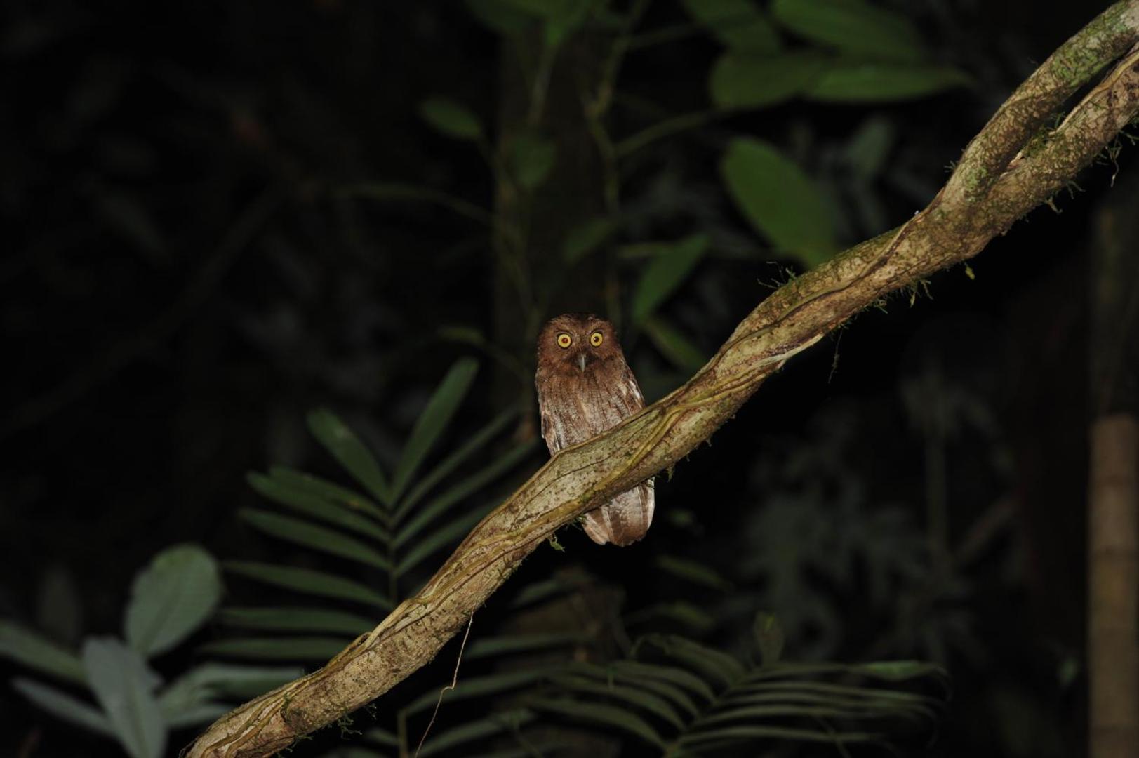 Estacion Biologica Tamandua