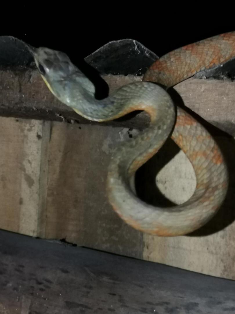 Estacion Biologica Tamandua