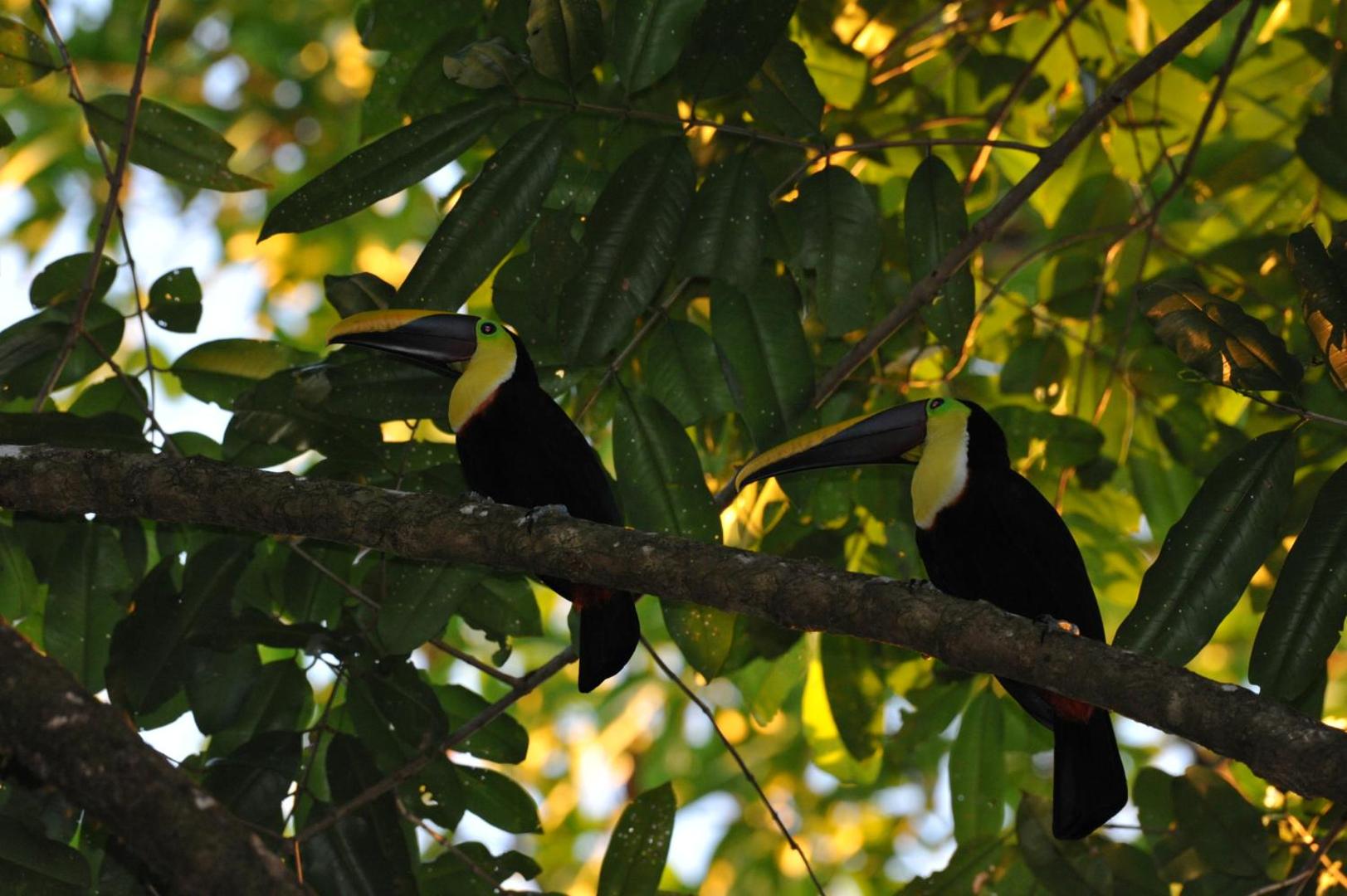 Estacion Biologica Tamandua
