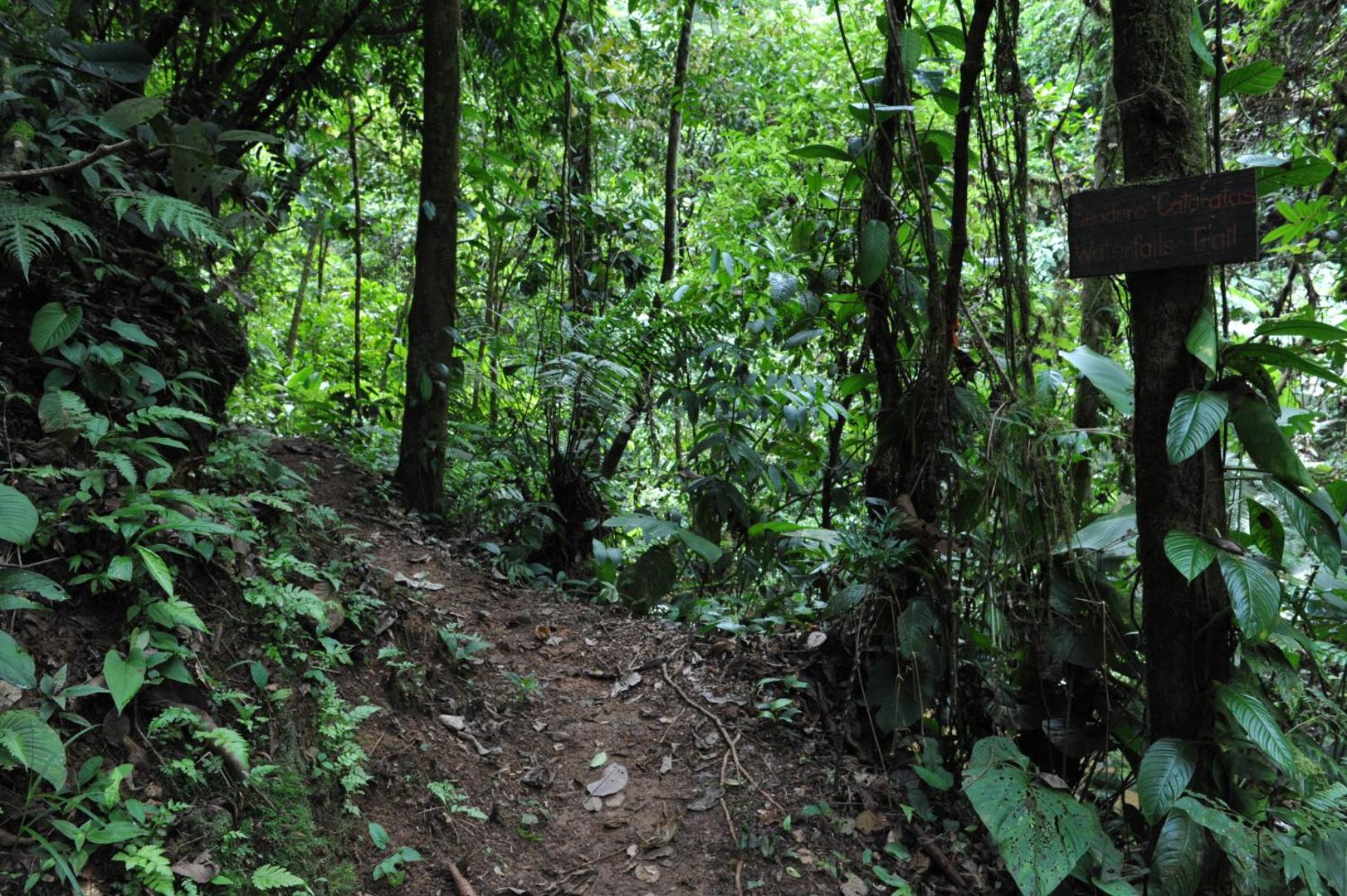 Estacion Biologica Tamandua