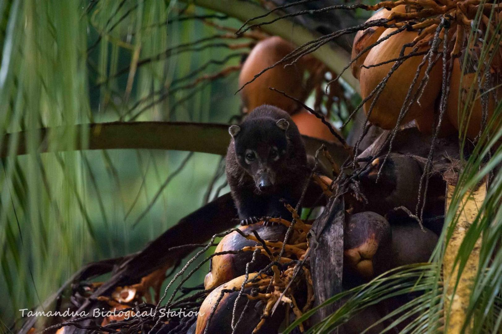 Estacion Biologica Tamandua