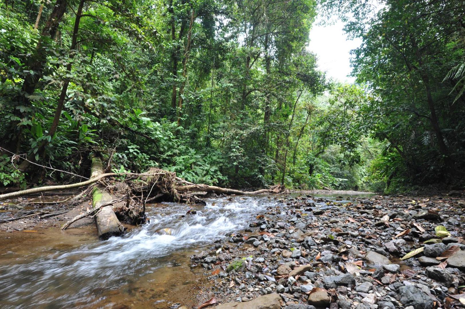 Estacion Biologica Tamandua