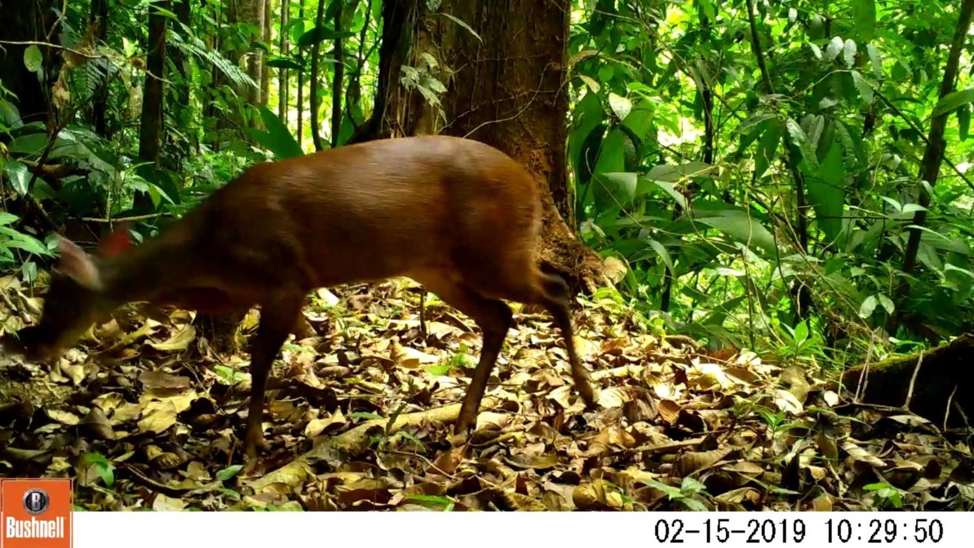 Estacion Biologica Tamandua