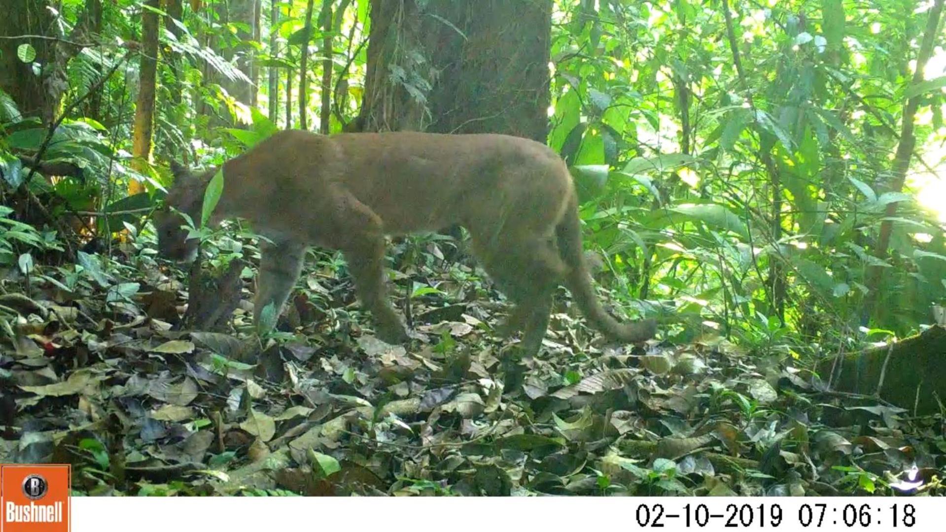 Estacion Biologica Tamandua