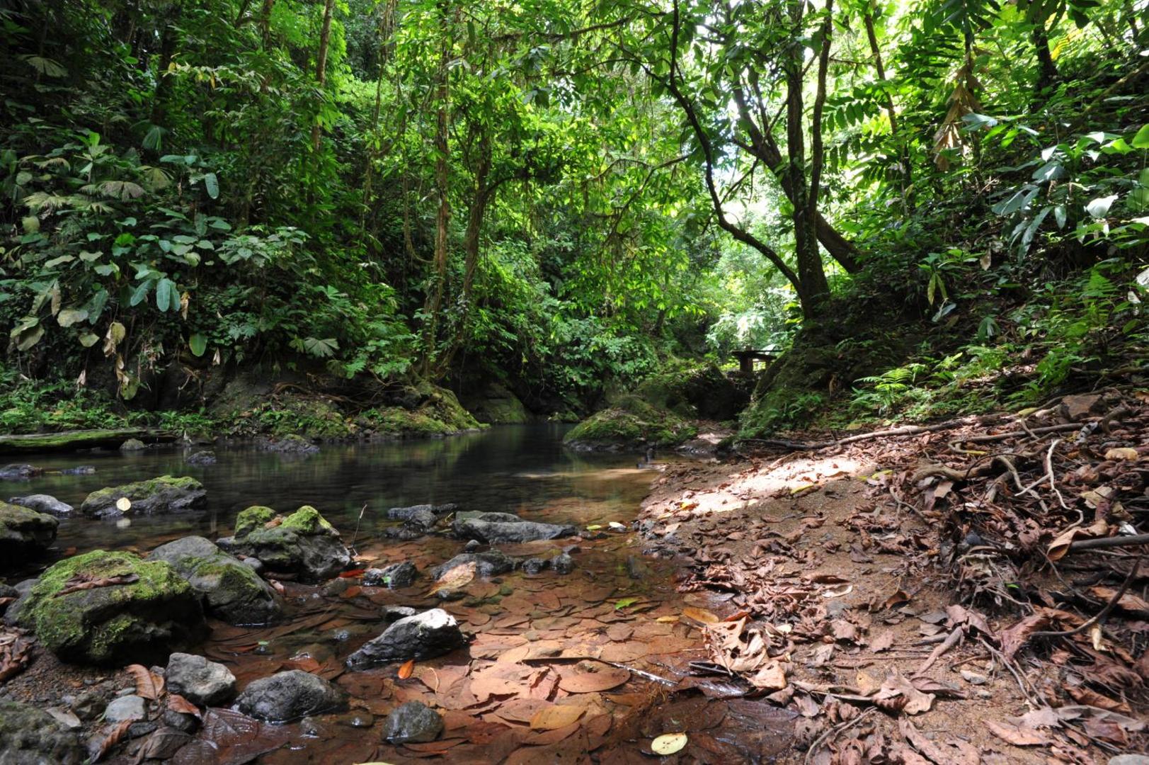 Estacion Biologica Tamandua