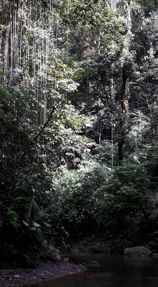 Estacion Biologica Tamandua