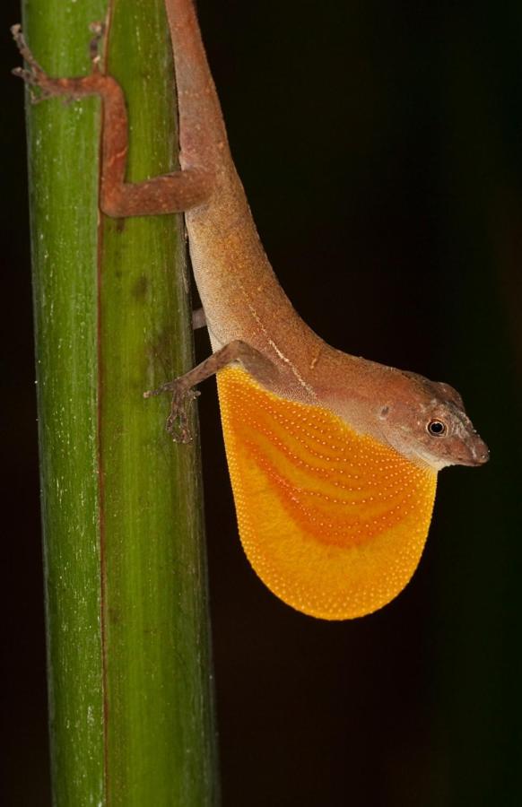 Estacion Biologica Tamandua