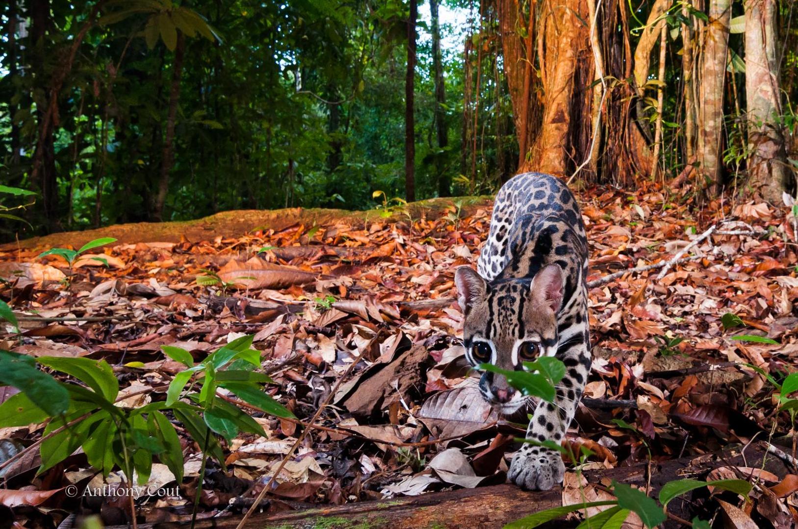 Estacion Biologica Tamandua