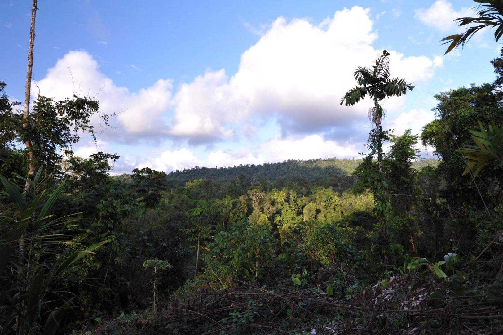 Estacion Biologica Tamandua