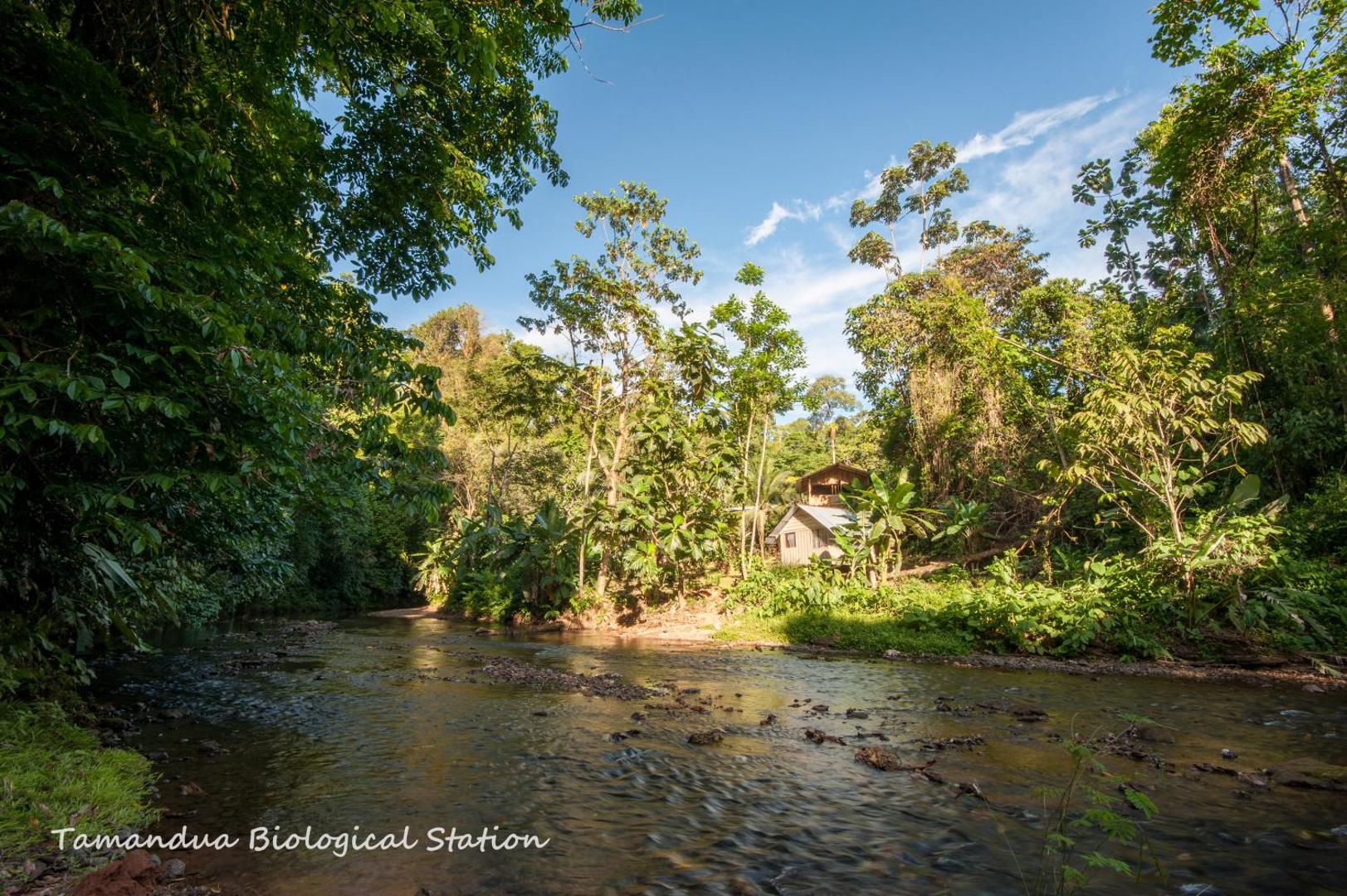 Estacion Biologica Tamandua