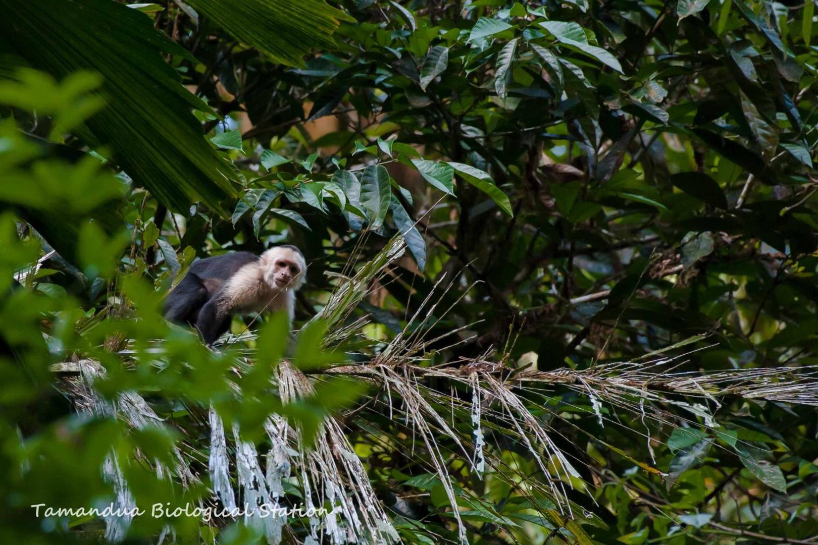 Estacion Biologica Tamandua