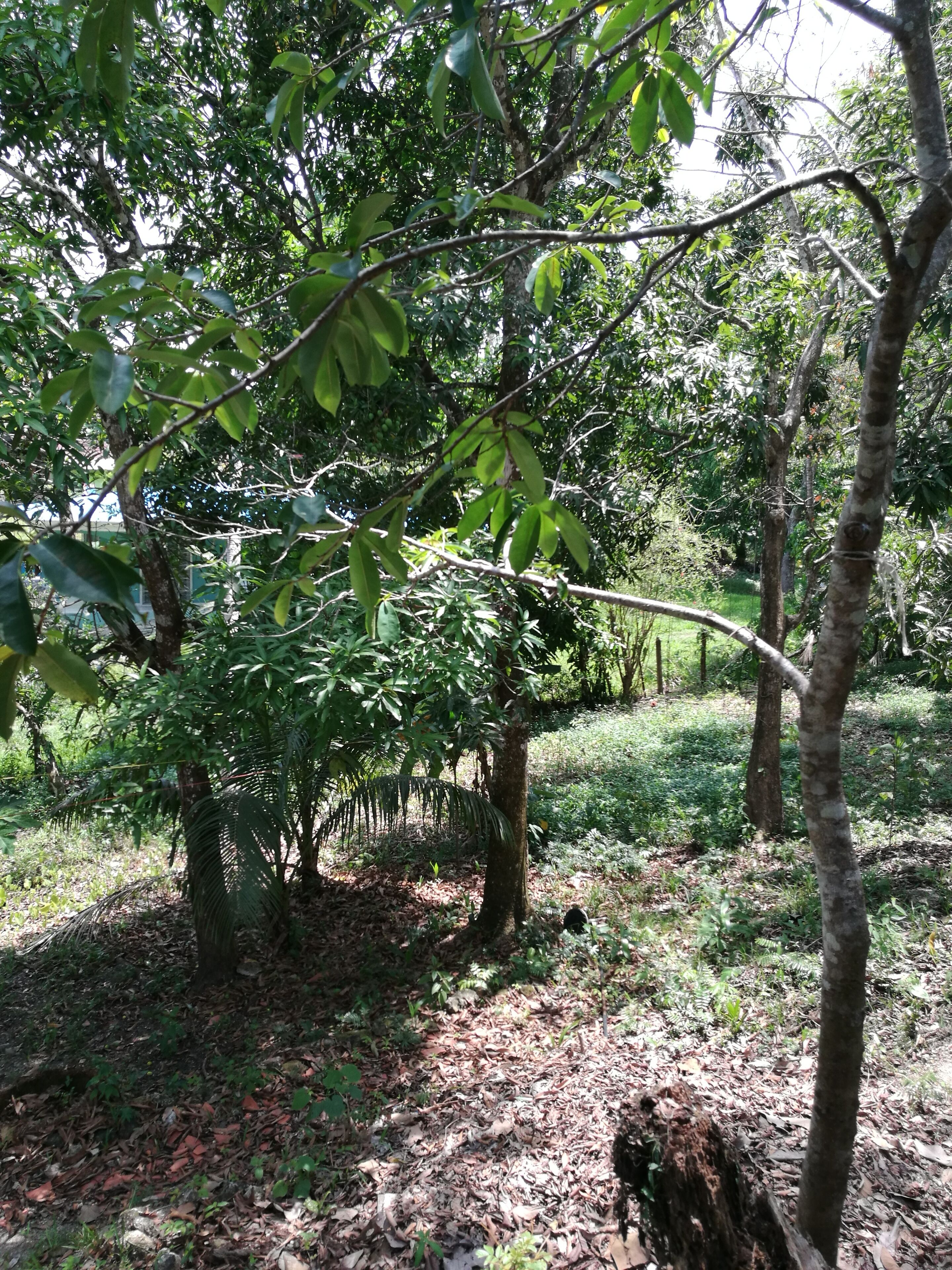 Manuel Antonio Comfort Casa Macao